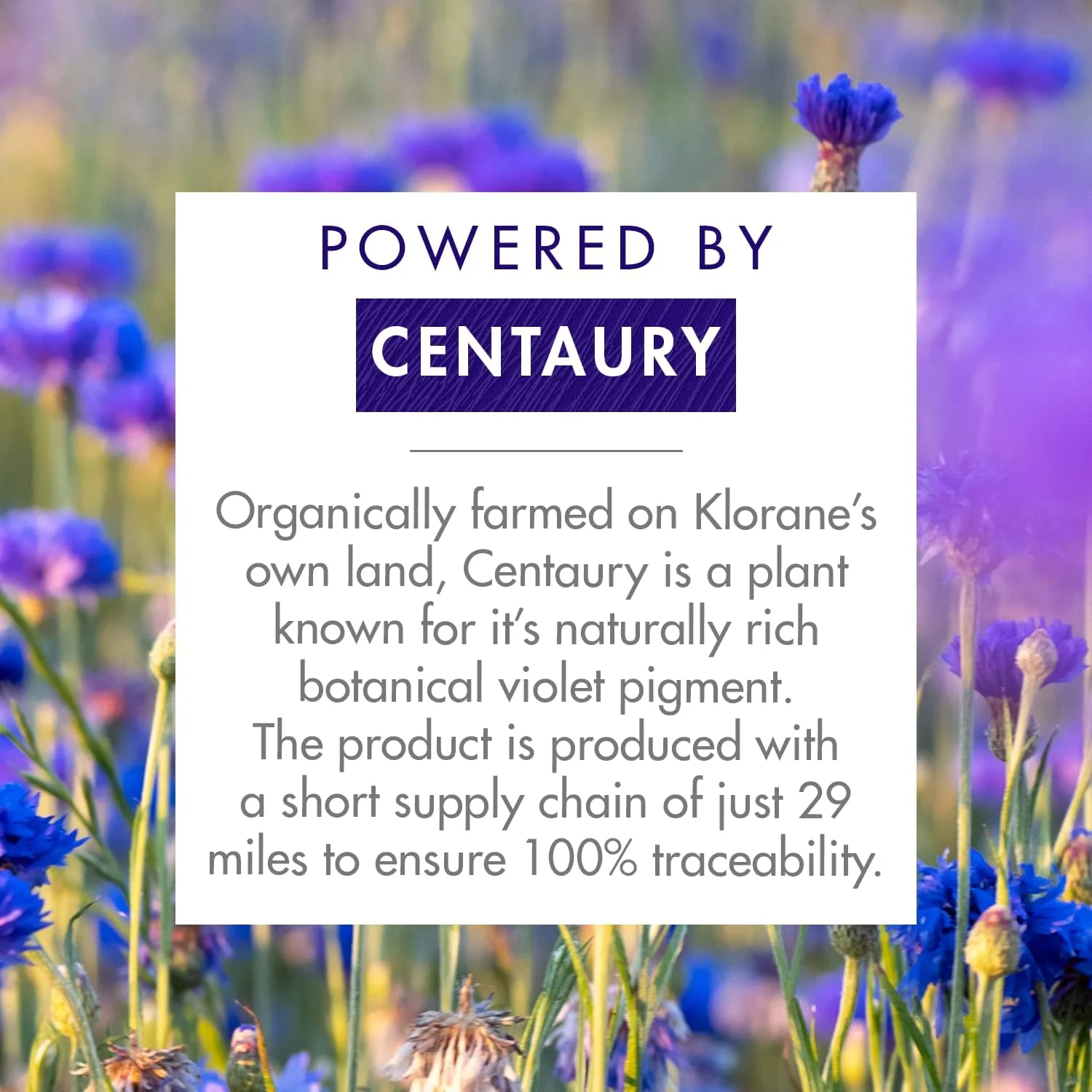 شامپو بنفش گیاهی کلوران با گل گندم، روشن کننده موهای بلوند، پلاتینیوم، نقره ای، خاکستری یا سفید، خنثی کننده رنگ های زرد و مسی ناخواسته، فاقد پارابن، سیلیکون و سولفات، 400 میلی لیتر