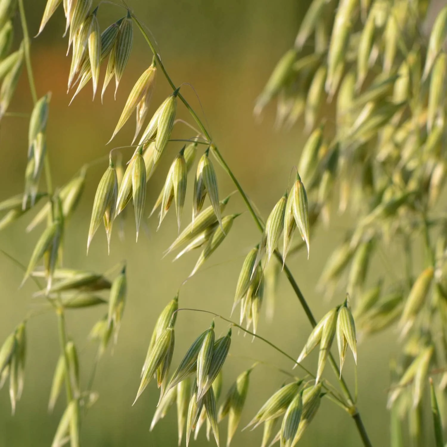 ست شامپو مو ولدا حاوی جو دوسر 190.0، 100 میلی لیتر ارزش: 4.73 یورو