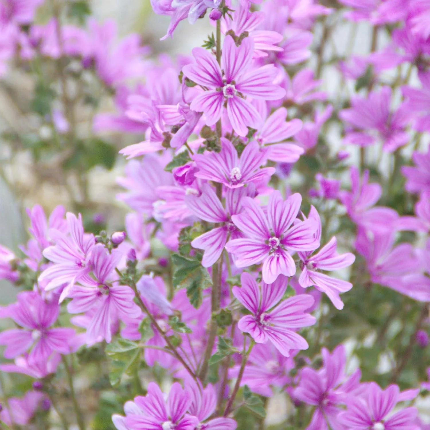 شامپو حجم دهنده گل ختمی راوش 200 میلی لیتر