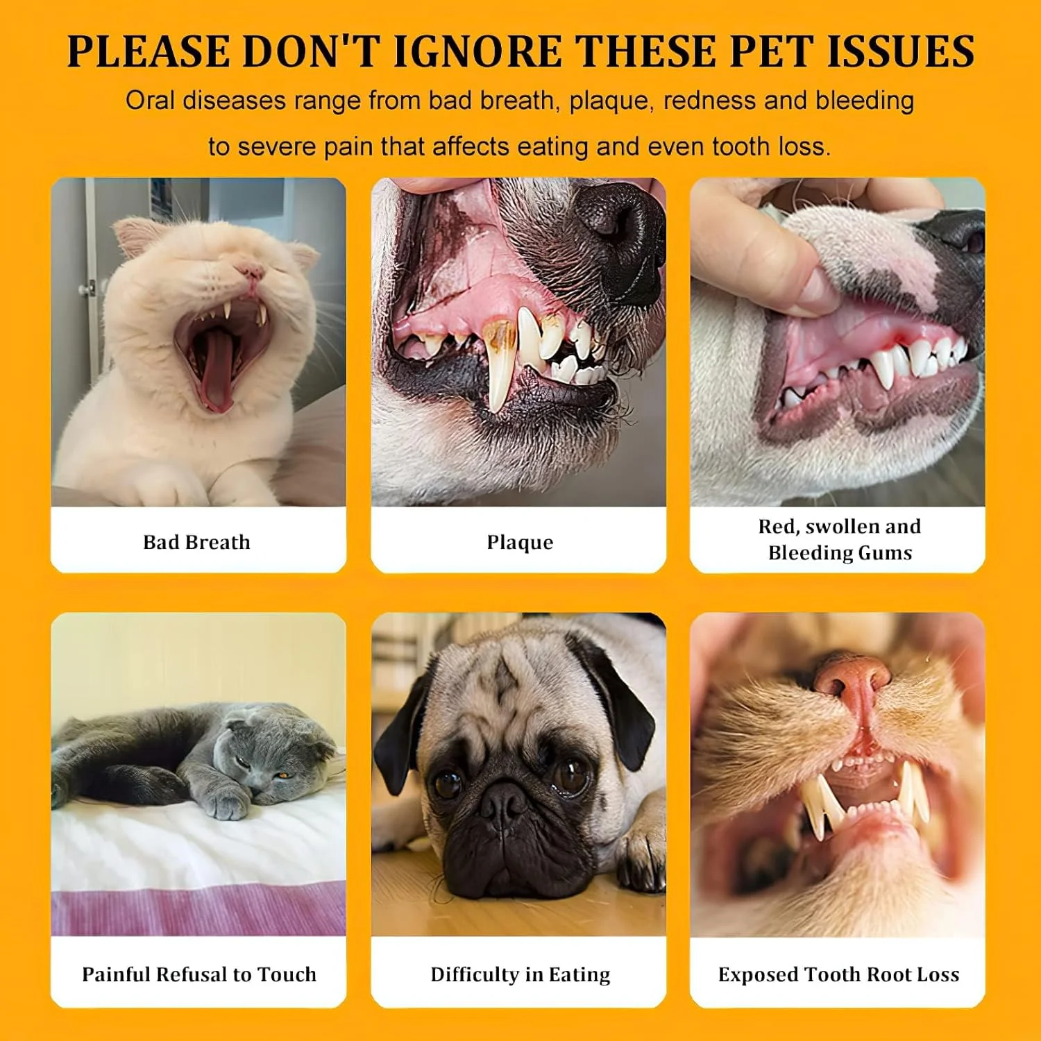 ست مسواک سگ و گربه، 2 عدد مسواک سیلیکونی نرم و برس زبان با جعبه نگهداری، ست مسواک گربه با تمیزکنندگی عمیق 360 درجه، مراقبت از بهداشت دهان و دندان برای سگ و گربه، ست تمیز کننده دندان حیوانات خانگی ست مسواک سگ و گربه، 2 عدد مسواک سیلیکونی نرم و برس زبان با جعبه نگهداری، ست مسواک گربه با تمیزکنندگی عمیق 360 درجه، مراقبت از بهداشت دهان و دندان برای سگ و گربه، ست تمیز کننده دندان حیوانات خانگی