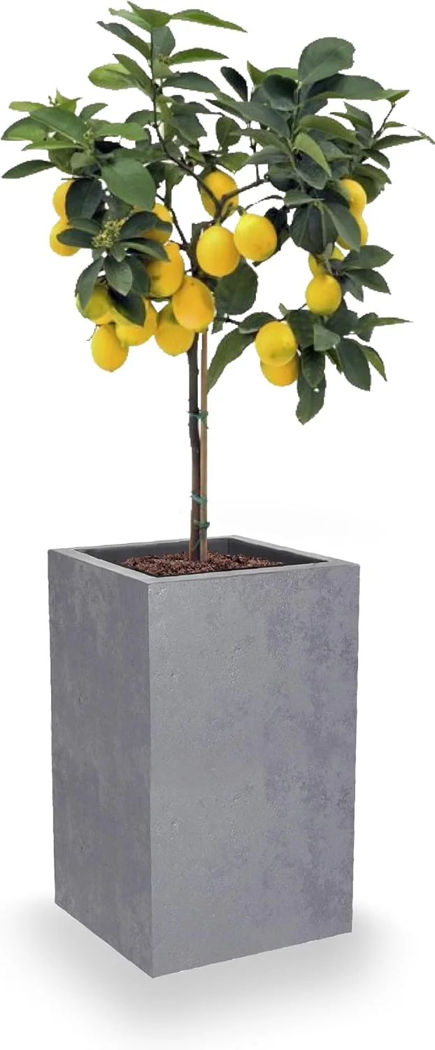 گلدان مربعی بلند 36 لیتری EDA Basalt'Up، طرح بتن، دارای محفظه ذخیره آب تک جداره، 29.5 x 29.5 x 49.5 سانتی متر، خاکستری بتنی گلدان مربعی بلند 36 لیتری EDA Basalt'Up، طرح بتن، دارای محفظه ذخیره آب تک جداره، 29.5 x 29.5 x 49.5 سانتی متر، خاکستری بتنی