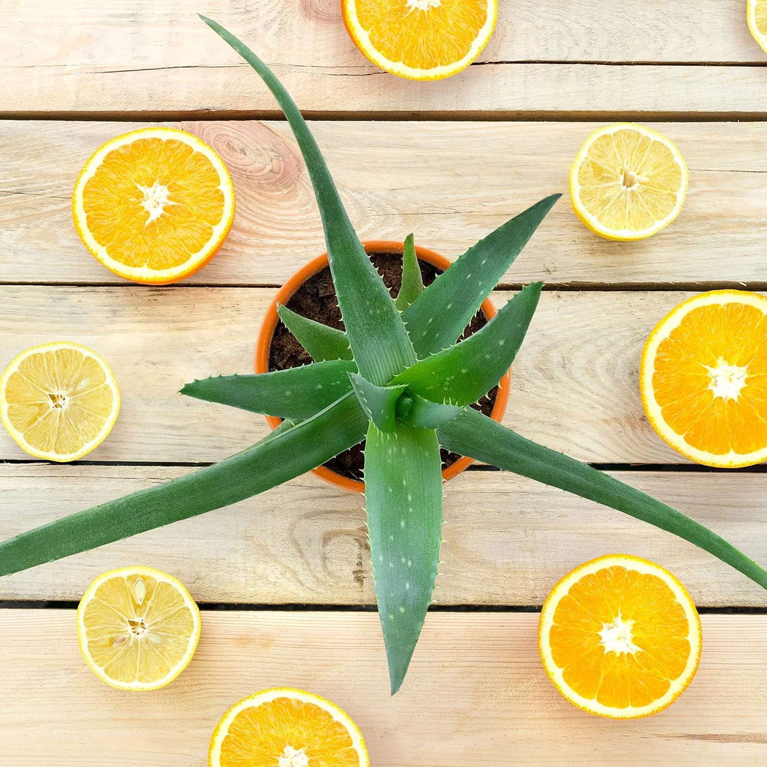 نرم کننده مو پتال فرش آلوئه و مرکبات مناسب انواع مو، 500 میلی لیتر