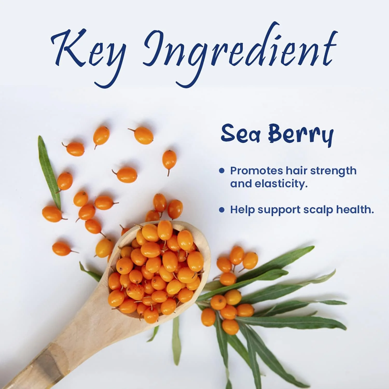 شامپو احیا کننده موی دریایی حرفه ای فریشیا، تغذیه کننده و مرطوب کننده عمیق | مراقبت ملایم و لطیف از موهای آسیب دیده | بهترین شامپو برای ضد شوره | مناسب برای آقایان و بانوان | 1000 میلی لیتر شامپو احیا کننده موی دریایی حرفه ای فریشیا، تغذیه کننده و مرطوب کننده عمیق | مراقبت ملایم و لطیف از موهای آسیب دیده | بهترین شامپو برای ضد شوره | مناسب برای آقایان و بانوان | 1000 میلی لیتر