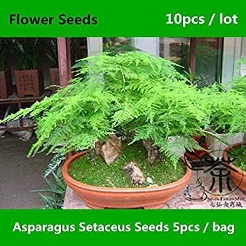 بذر مارچوبه زینتی ستاسیوس برای کاشت، 10 عدد، گل مارچوبه رونده، مارچوبه برگ‌توری