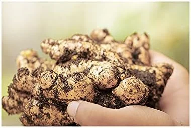 شامپو تقویت کننده و احیا کننده عصاره زنجبیل، شامپو گیاهی ضد ریزش مو، ضد ریزش مو، تقویت کننده رشد مو، احیا کننده موهای شکننده ReZHUAGI