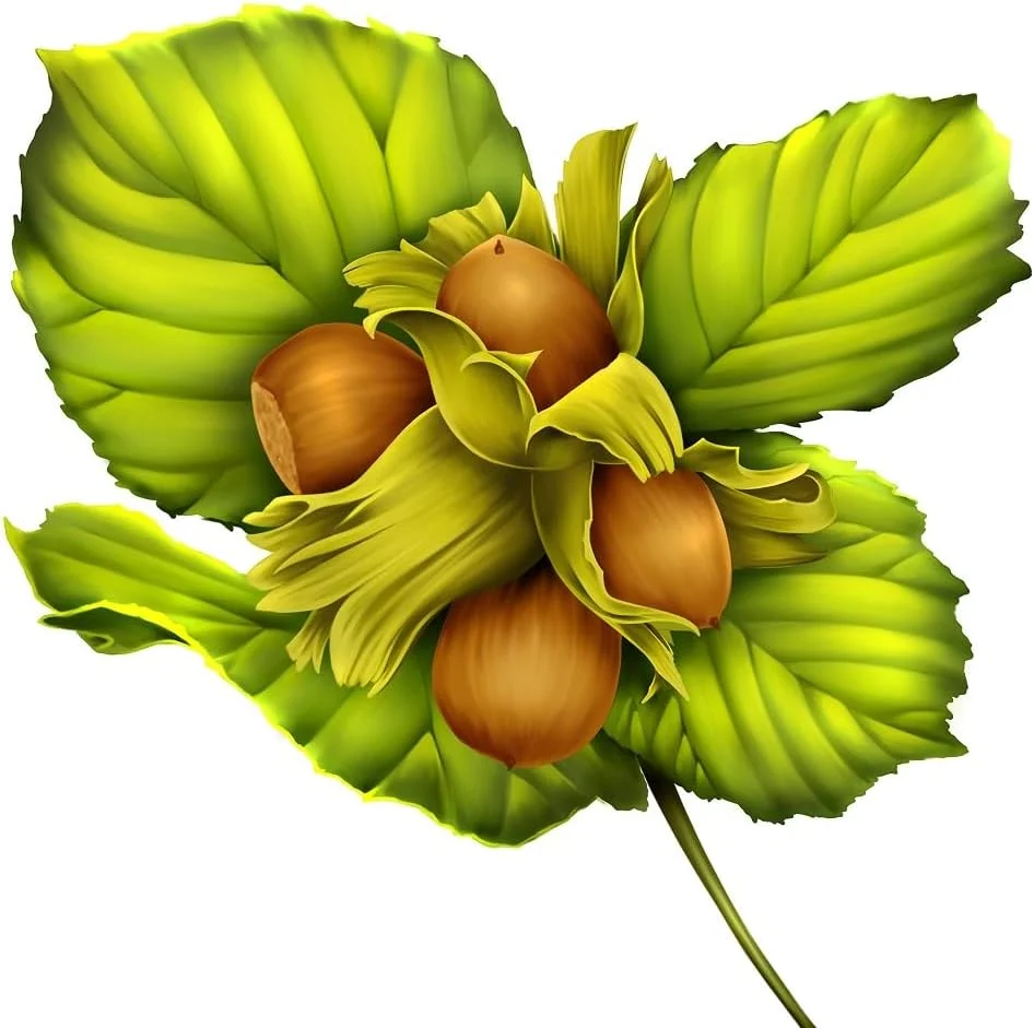 شامپو رنگساژ قهوه ای/مشکی لوگونا ناتورکازمتیک برای موهای درخشان طبیعی، مناسب برای موهای قهوه ای و مشکی، شامپو موی رنگی با فرمول وگان ساخته شده از فندق ارگانیک، 1 عدد 250 میلی لیتر