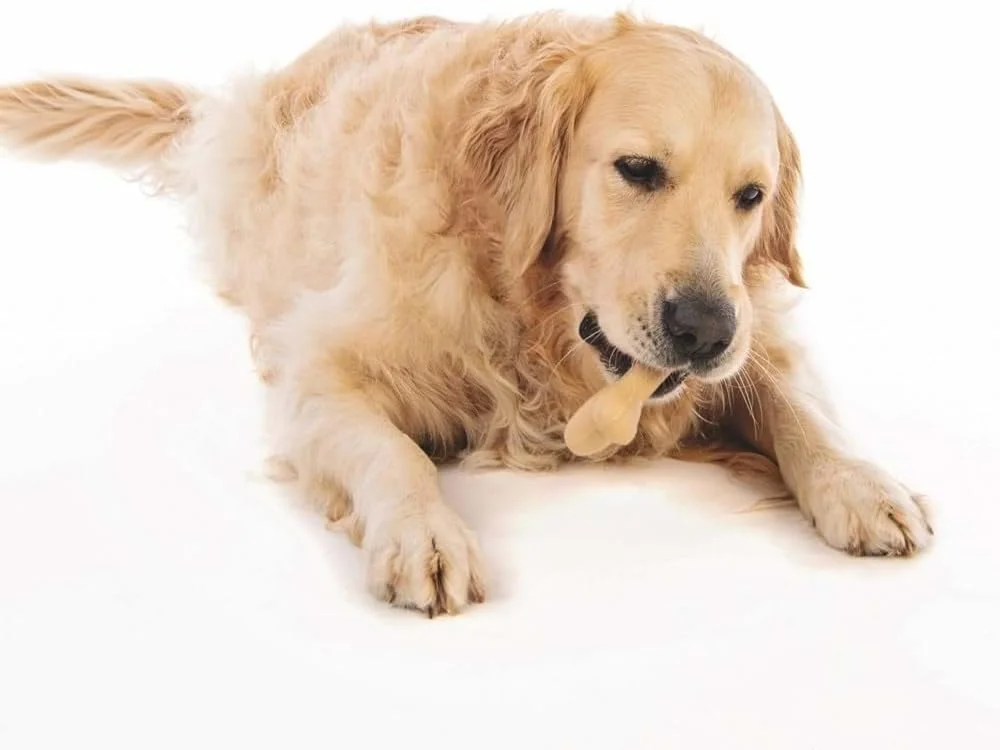 اسباب بازی استخوان سگ M-PETS Greenbo از لاستیک طبیعی سایز بزرگ اسباب بازی استخوان سگ M-PETS Greenbo از لاستیک طبیعی سایز بزرگ