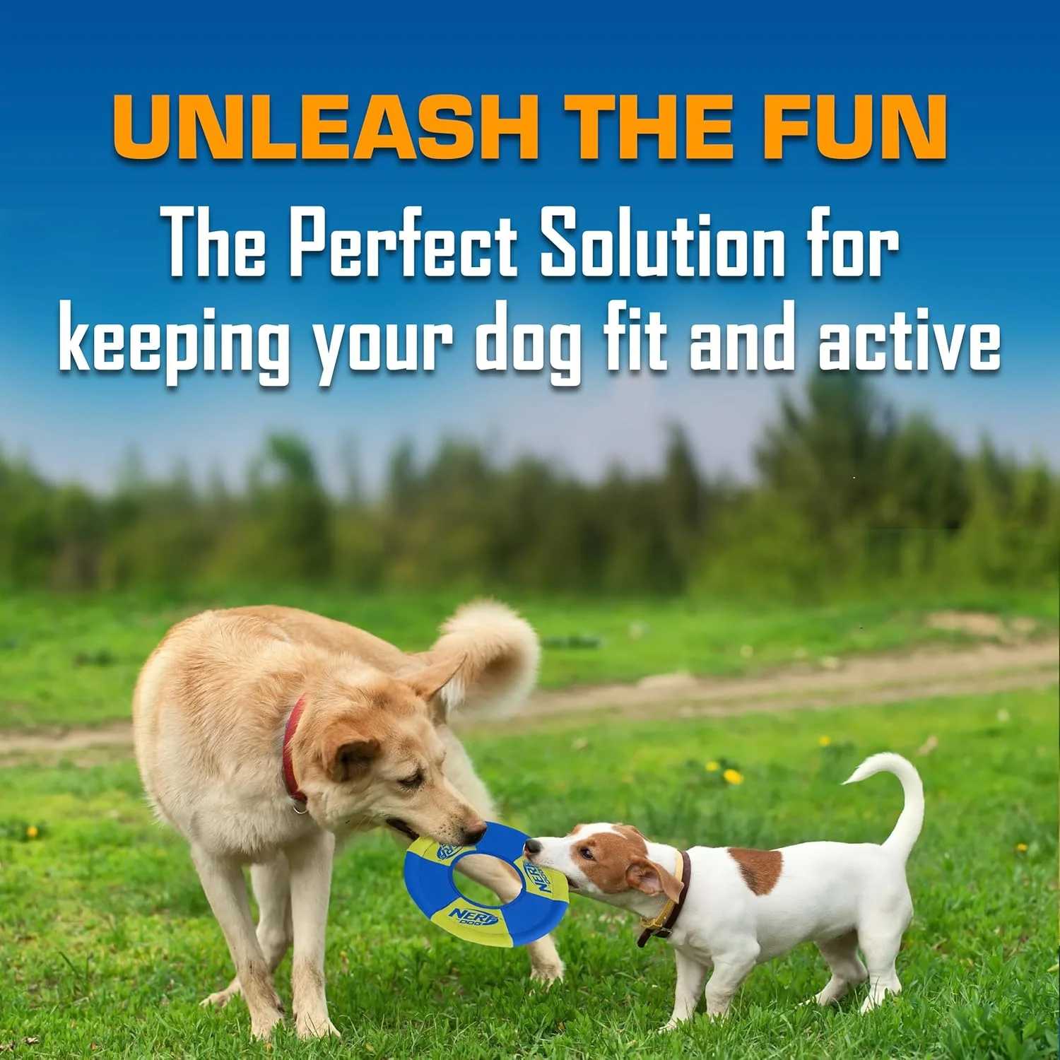 اسباب بازی سگ حلقه پرتاب و کشش Nerf Dog، فریزبی، سبک وزن، بادوام و مقاوم در برابر آب، قطر 9 اینچ، برای نژادهای متوسط/بزرگ، بسته دو عددی، سبز و نارنجی اسباب بازی سگ حلقه پرتاب و کشش Nerf Dog، فریزبی، سبک وزن، بادوام و مقاوم در برابر آب، قطر 9 اینچ، برای نژادهای متوسط/بزرگ، بسته دو عددی، سبز و نارنجی