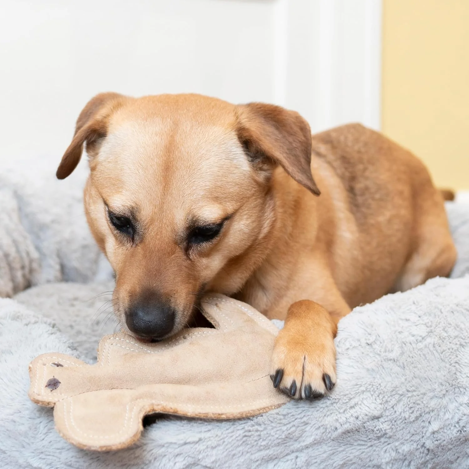اسباب بازی سگ چرمی 8 اینچی دورا-فیوزد Ethical Pet SPOT، کوچک، سنجاب اسباب بازی سگ چرمی 8 اینچی دورا-فیوزد Ethical Pet SPOT، کوچک، سنجاب