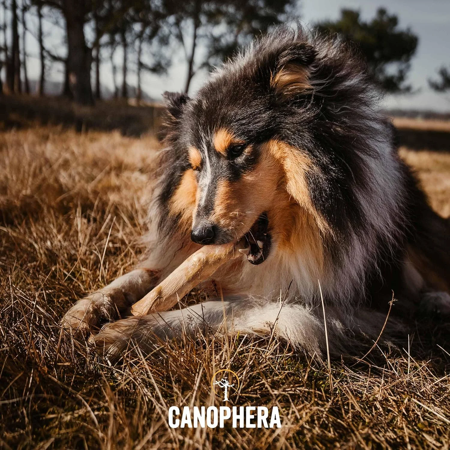 چوب جویدنی سگ Canophera از چوب قهوه برای جویدن معمولی - سایز کوچک چوب جویدنی سگ Canophera از چوب قهوه برای جویدن معمولی - سایز کوچک
