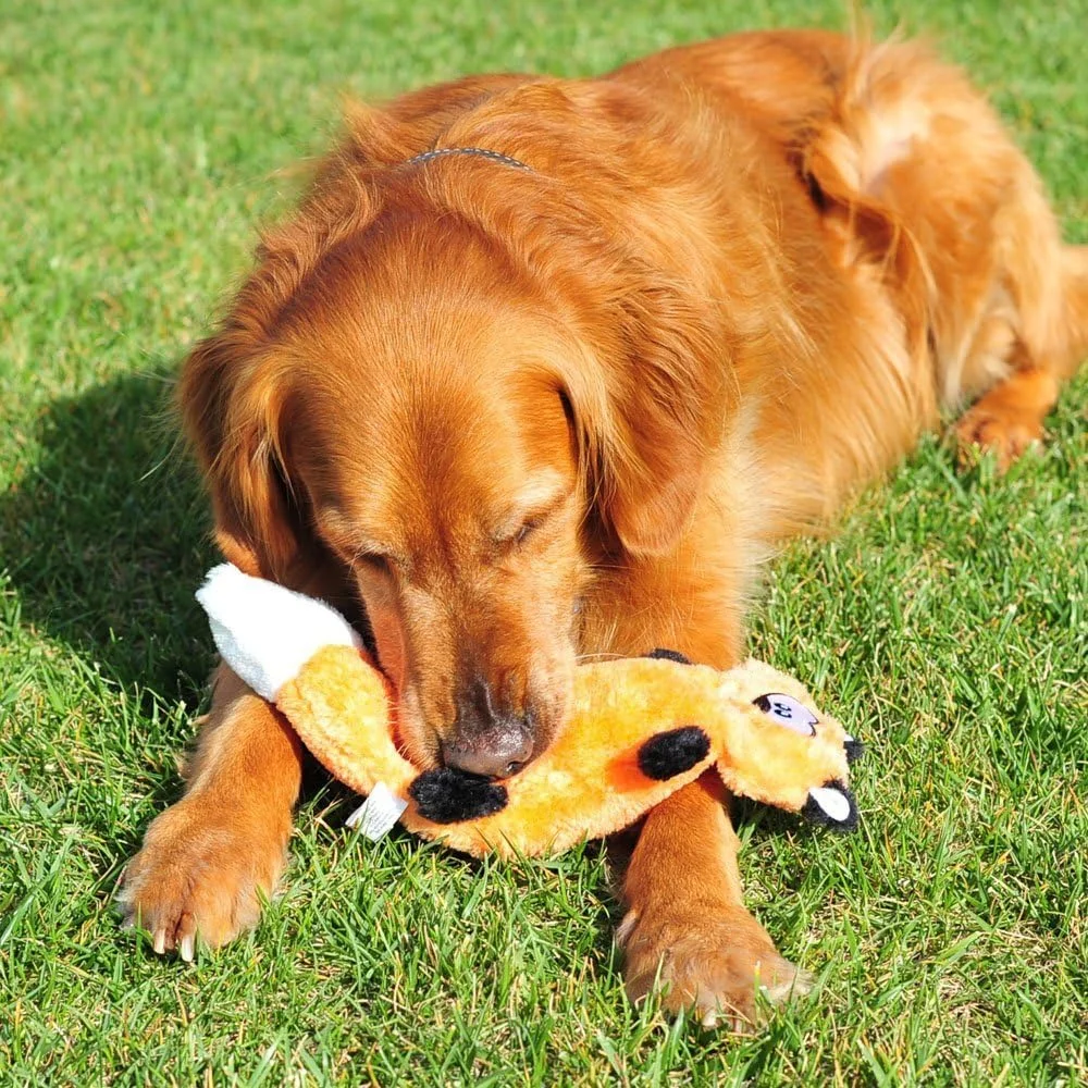 زیپی پاز زینگی فاکس - اسباب بازی سگ بدون الیاف، اسباب بازی پولیشی صدادار برای سگ های کوچک و متوسط، اسباب بازی جویدنی تعاملی توله سگ و سگ بدون الیاف برای رفع خستگی زیپی پاز زینگی فاکس - اسباب بازی سگ بدون الیاف، اسباب بازی پولیشی صدادار برای سگ های کوچک و متوسط، اسباب بازی جویدنی تعاملی توله سگ و سگ بدون الیاف برای رفع خستگی