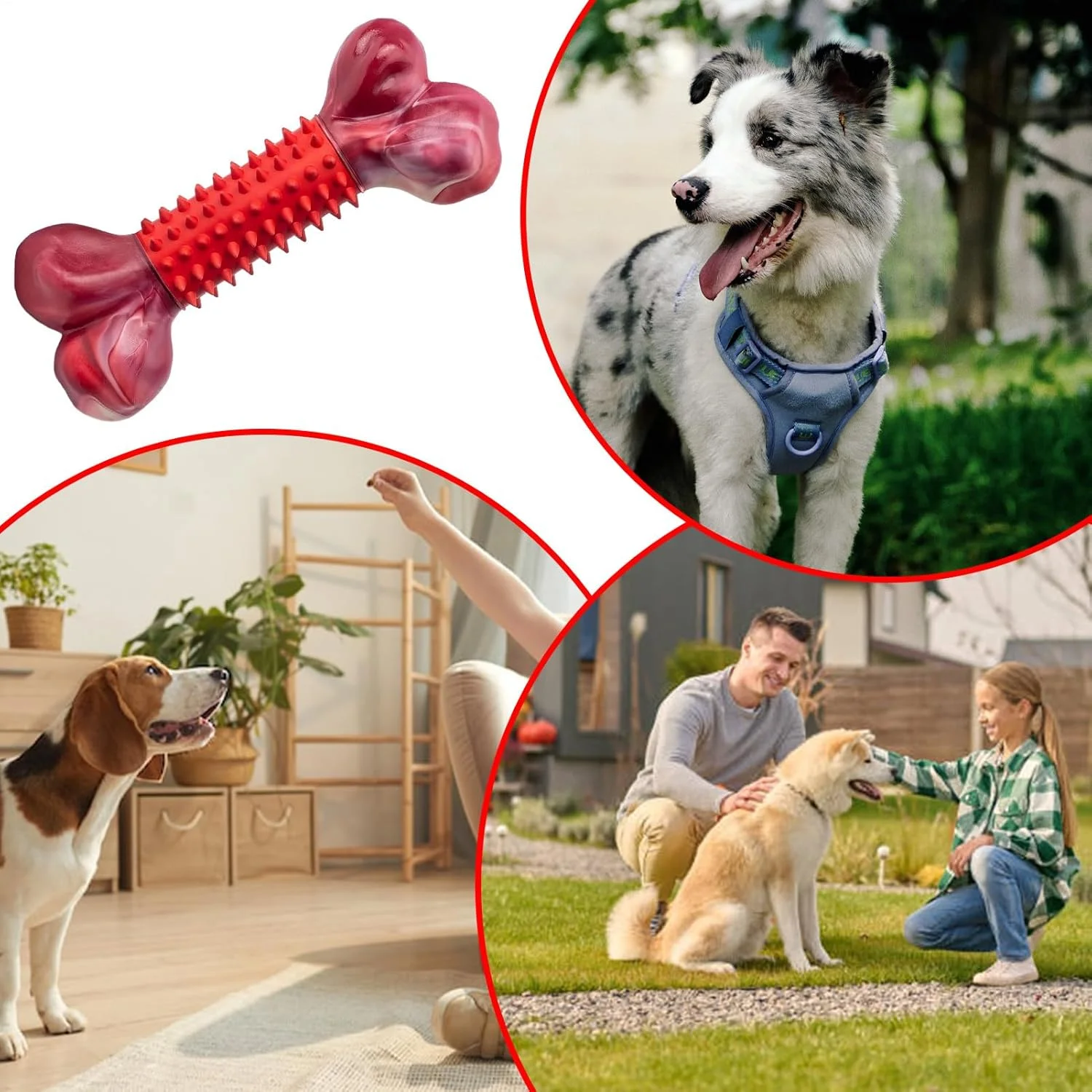 اسباب بازی استخوان سگ، اسباب بازی استخوان دندان درآوردن حیوانات خانگی، چوب دندان گیر توله سگ، لوازم جویدنی برای پارک های سرپوشیده و فضای باز، اتاق نشیمن، خانه، آپارتمان، حیاط، مناطق بازی اتاق خواب اسباب بازی استخوان سگ، اسباب بازی استخوان دندان درآوردن حیوانات خانگی، چوب دندان گیر توله سگ، لوازم جویدنی برای پارک های سرپوشیده و فضای باز، اتاق نشیمن، خانه، آپارتمان، حیاط، مناطق بازی اتاق خواب