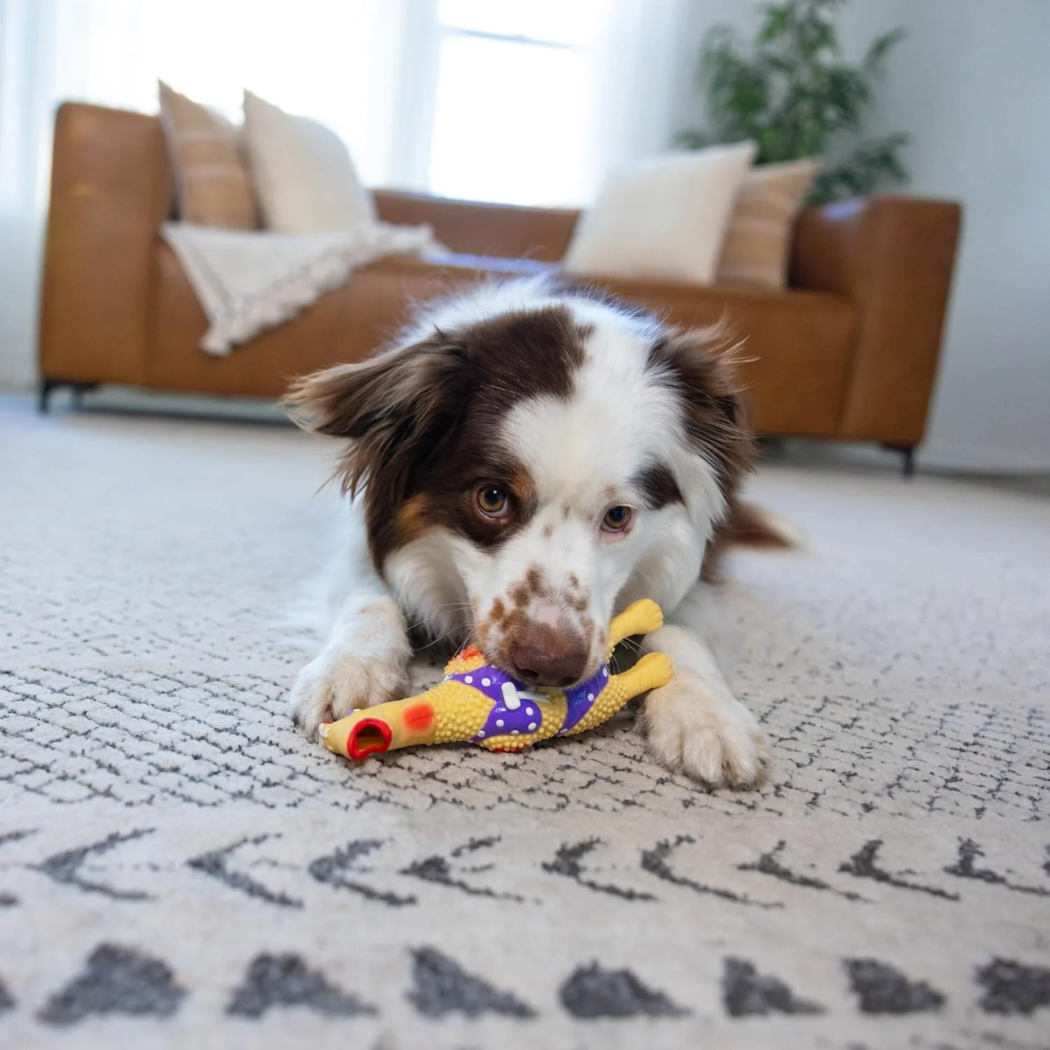 اسباب بازی سگ مرغ لاستیکی تعاملی Outward Hound مدل Squawkers Henrietta، سایز کوچک