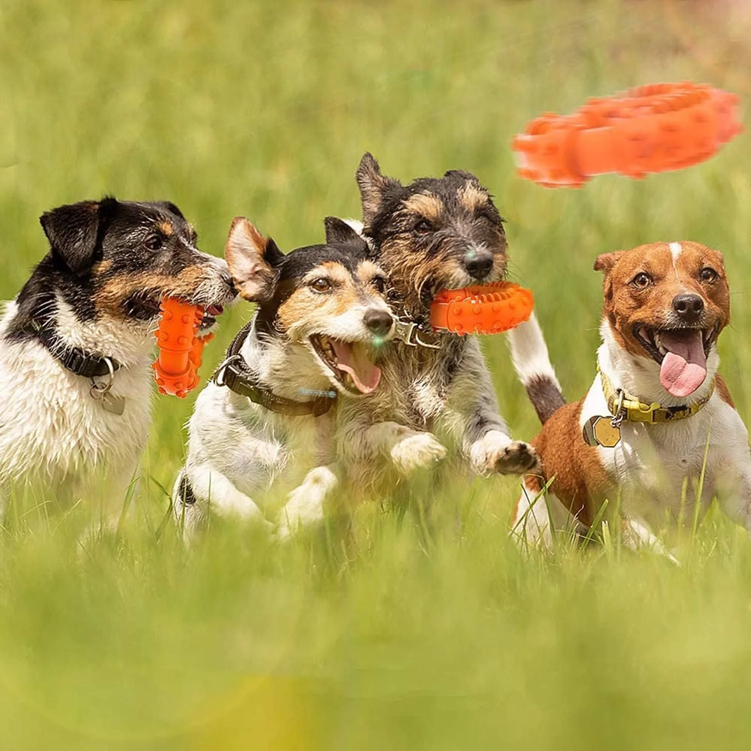 اسباب بازی جویدنی سگ خزنا، اسباب بازی های سگ با بافت لاستیکی طبیعی بسیار بادوام برای همه سگ های بزرگ و توله سگ های تهاجمی، سرگرم کننده برای جویدن، مراقبت از دندان، آموزش، دندان درآوردن (نارنجی) اسباب بازی جویدنی سگ خزنا، اسباب بازی های سگ با بافت لاستیکی طبیعی بسیار بادوام برای همه سگ های بزرگ و توله سگ های تهاجمی، سرگرم کننده برای جویدن، مراقبت از دندان، آموزش، دندان درآوردن (نارنجی)