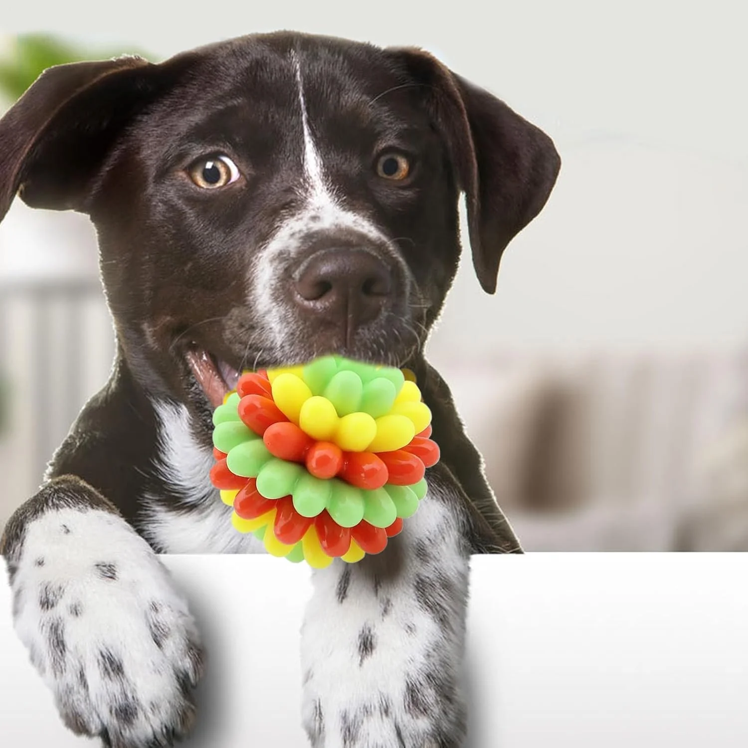 توپ تعاملی سگ | توپ های دندانی اسباب بازی تعاملی سگ | لوازم جانبی توله سگ برای بازی های فچ، مناسب برای تمرین، نژادهای کوچک، متوسط و بزرگ، سرگرمی، غنی سازی، فضای باز توپ تعاملی سگ | توپ های دندانی اسباب بازی تعاملی سگ | لوازم جانبی توله سگ برای بازی های فچ، مناسب برای تمرین، نژادهای کوچک، متوسط و بزرگ، سرگرمی، غنی سازی، فضای باز