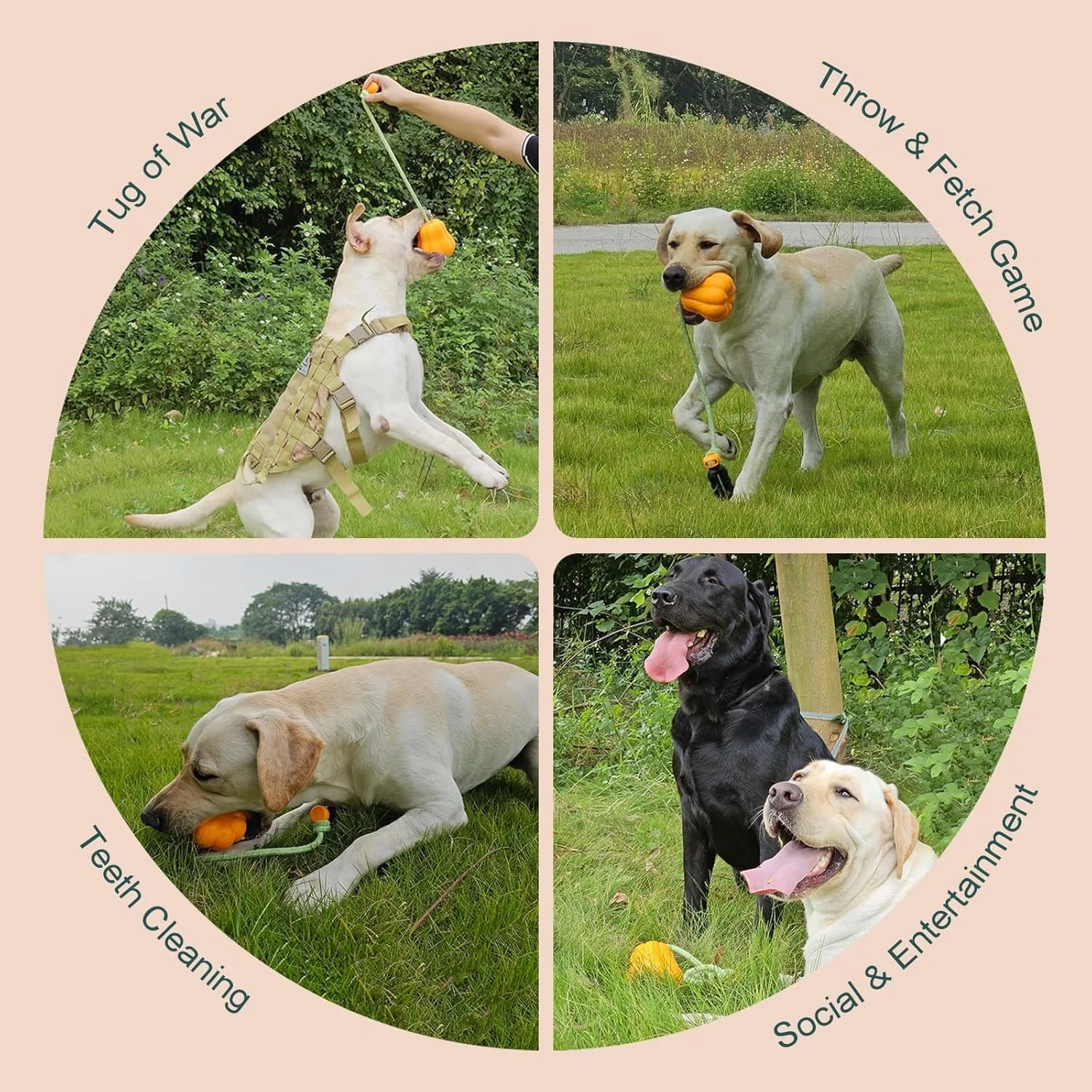 توپ بازی بی خطر سگ - توپ کدو تنبل، توپ آموزشی با طناب پرتابگر برای بازی fetch، طناب کشی، اسباب بازی تعاملی تمرین و جایزه سگ برای نژادهای بزرگ، متوسط و کوچک، اسباب بازی جویدنی لاستیکی بادوام سگ توپ بازی بی خطر سگ - توپ کدو تنبل، توپ آموزشی با طناب پرتابگر برای بازی fetch، طناب کشی، اسباب بازی تعاملی تمرین و جایزه سگ برای نژادهای بزرگ، متوسط و کوچک، اسباب بازی جویدنی لاستیکی بادوام سگ