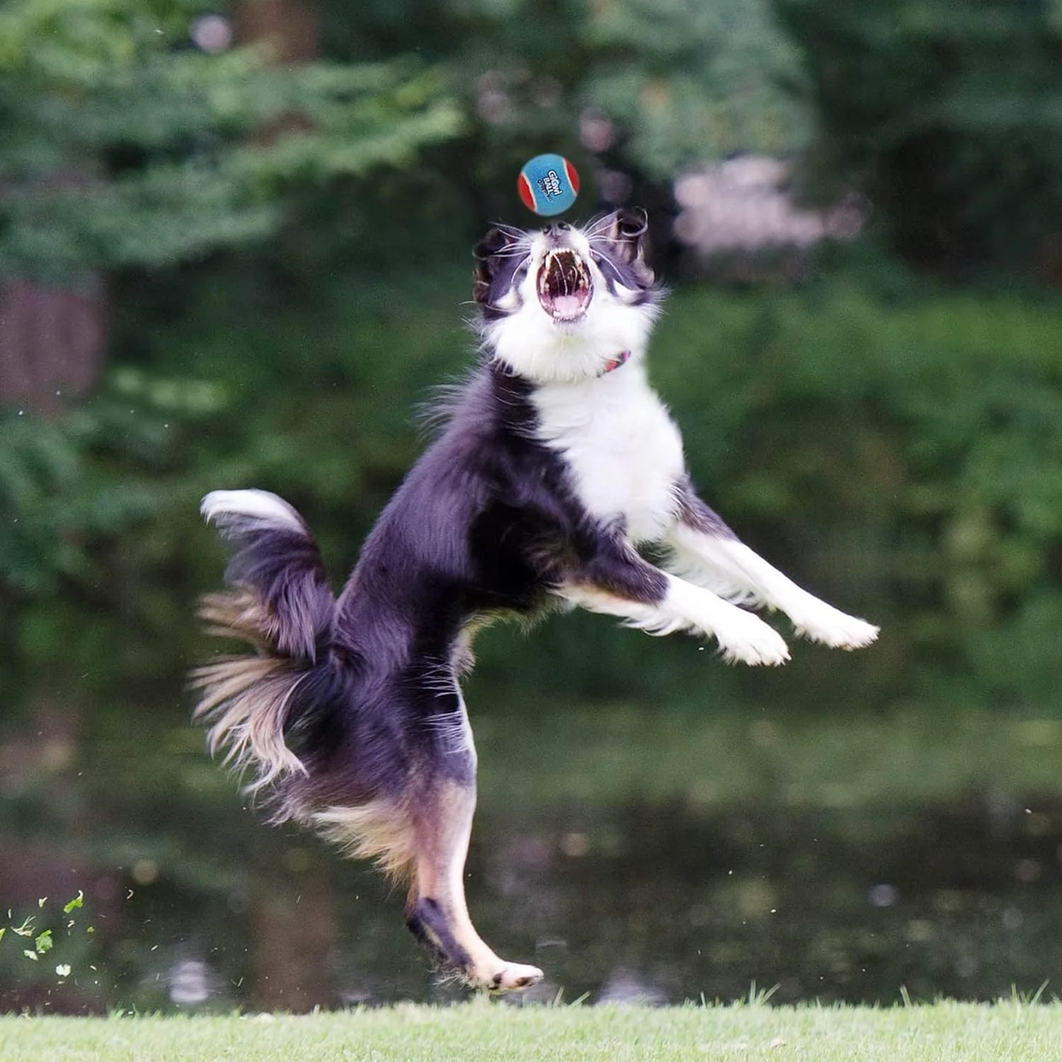 مجموعه توپ سگ اصلی GiGwi، چند رنگ، متوسط، 6118، 3 عدد مجموعه توپ سگ اصلی GiGwi، چند رنگ، متوسط، 6118، 3 عدد