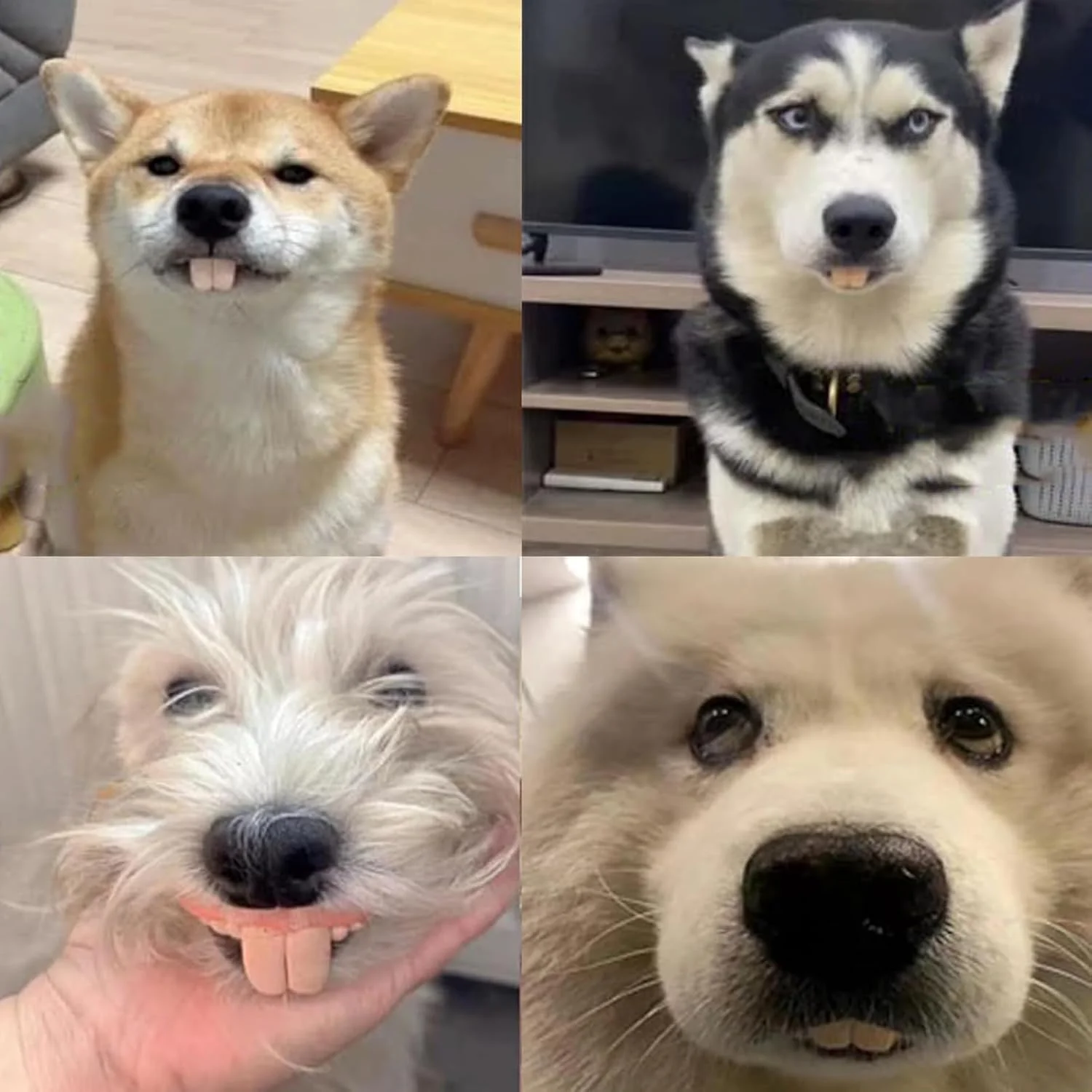 دندان های خنده دار سگ | دندان های مصنوعی خنده دار سیلیکونی - لوازم جانبی حیوانات خانگی برای ورزش در فضای داخلی، کریسمس خانوادگی، تحریک ذهنی دوستان، مسافرت، بازی در فضای باز و خانه دندان های خنده دار سگ | دندان های مصنوعی خنده دار سیلیکونی - لوازم جانبی حیوانات خانگی برای ورزش در فضای داخلی، کریسمس خانوادگی، تحریک ذهنی دوستان، مسافرت، بازی در فضای باز و خانه