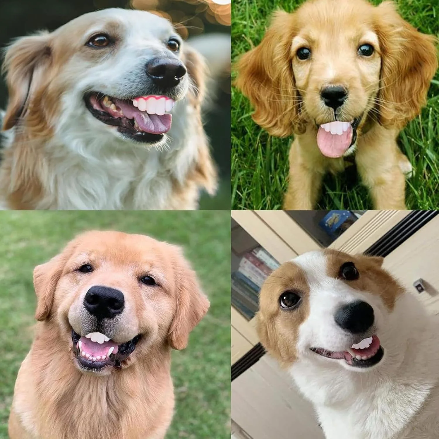 دندان های مصنوعی سگ | بریس های مصنوعی سیلیکونی خنده دار - لوازم حیوانات خانگی برای تحریک ذهنی بازی خانوادگی مسافرت در فضای باز و داخل خانه بازی روی زمین کریسمس با دوستان دندان های مصنوعی سگ | بریس های مصنوعی سیلیکونی خنده دار - لوازم حیوانات خانگی برای تحریک ذهنی بازی خانوادگی مسافرت در فضای باز و داخل خانه بازی روی زمین کریسمس با دوستان