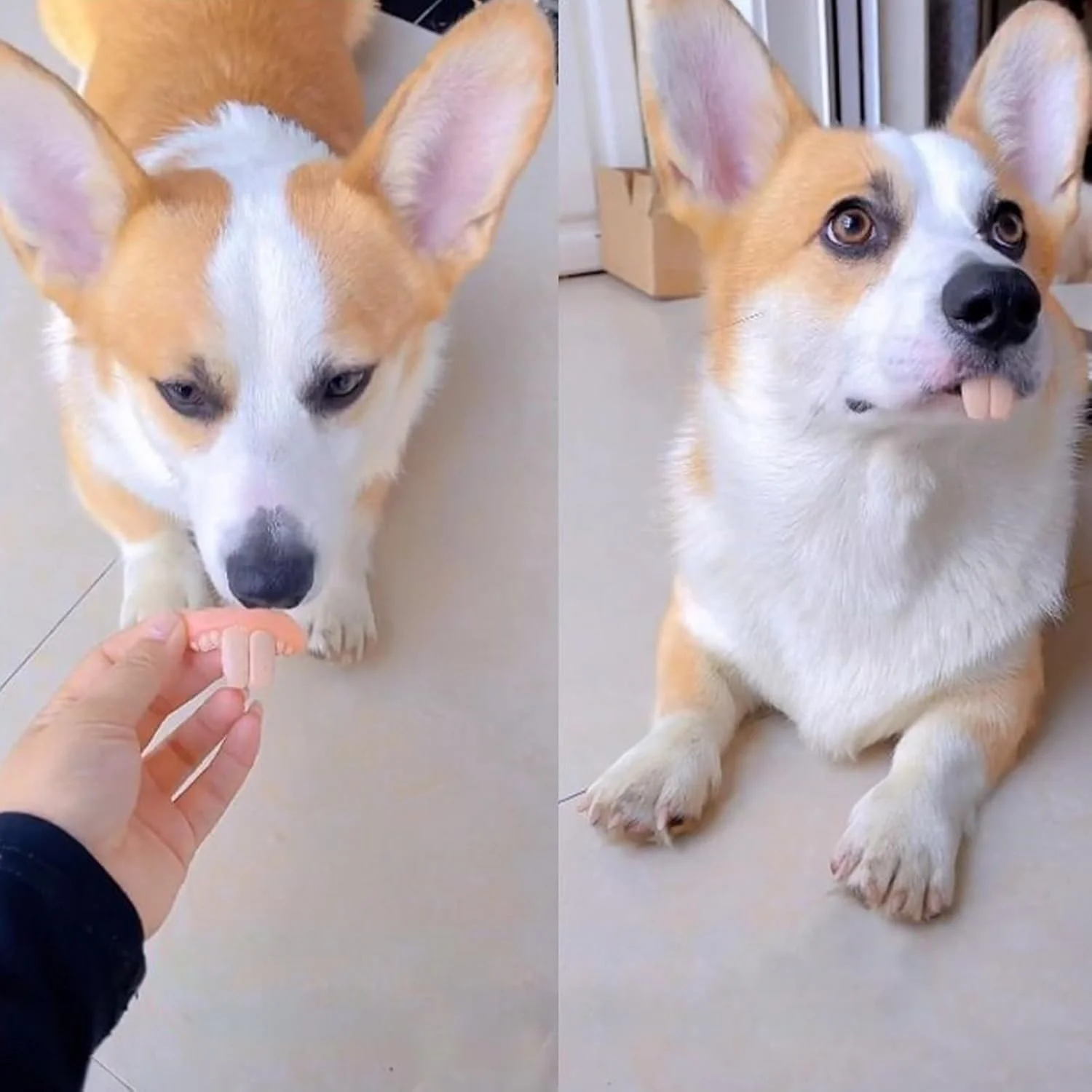 دندان های مصنوعی سگ، دندان های مصنوعی خنده دار سیلیکونی - اسباب بازی تعاملی حیوانات خانگی برای تحریک ذهنی، ورزش، بازی در داخل و خارج از خانه، بازی روی زمین، مسافرت، دوستان، خانواده، کریسمس دندان های مصنوعی سگ، دندان های مصنوعی خنده دار سیلیکونی - اسباب بازی تعاملی حیوانات خانگی برای تحریک ذهنی، ورزش، بازی در داخل و خارج از خانه، بازی روی زمین، مسافرت، دوستان، خانواده، کریسمس