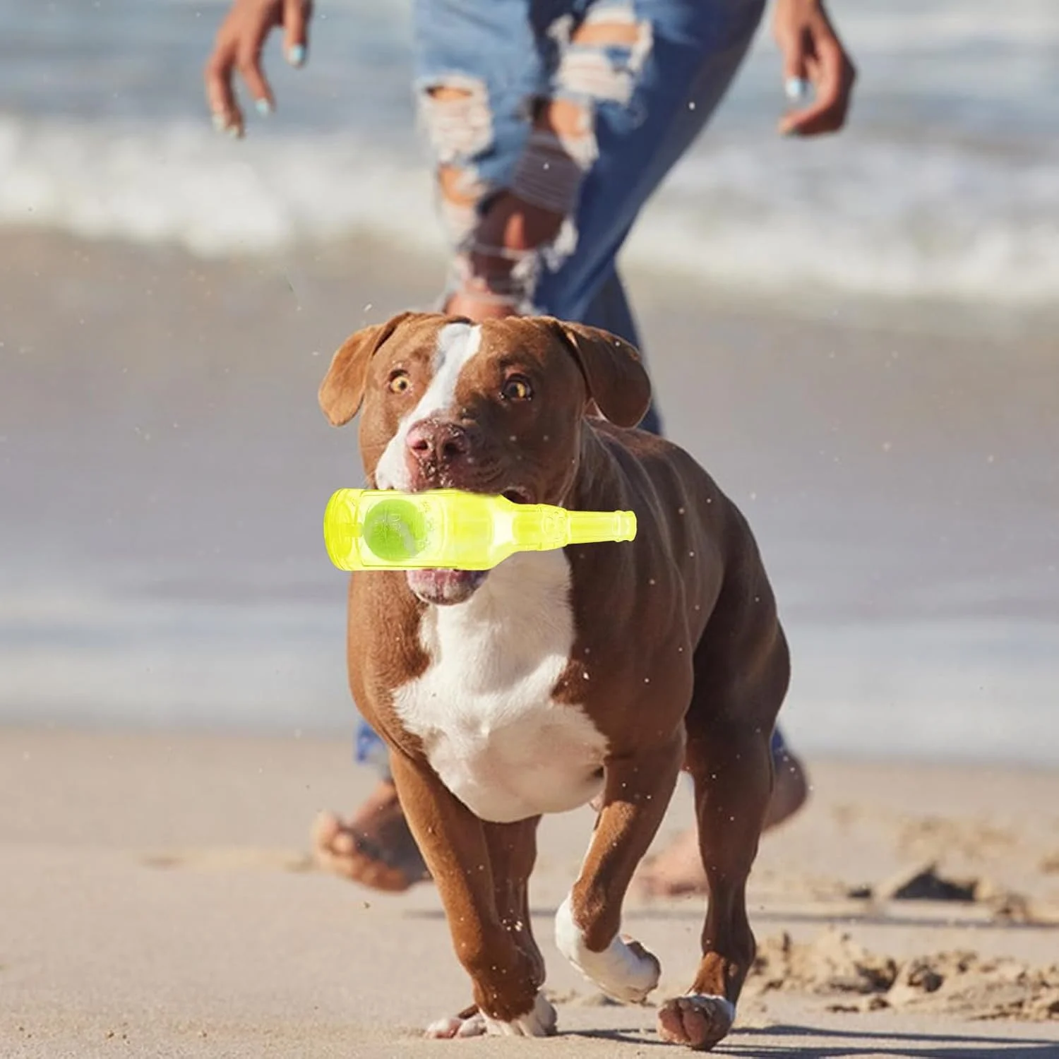 اسباب بازی بطری آب سگ، لوازم بازی توله سگ جیرجیر کننده | اسباب بازی های جویدنی سگ های تهاجمی، برای والدین حیوانات خانگی دوستداران حیوانات تسکین دندان درآوردن زمان نوازش روال قبل از خواب اتاق نشیمن مطالعه آپارتمان پارک حیاط چمن