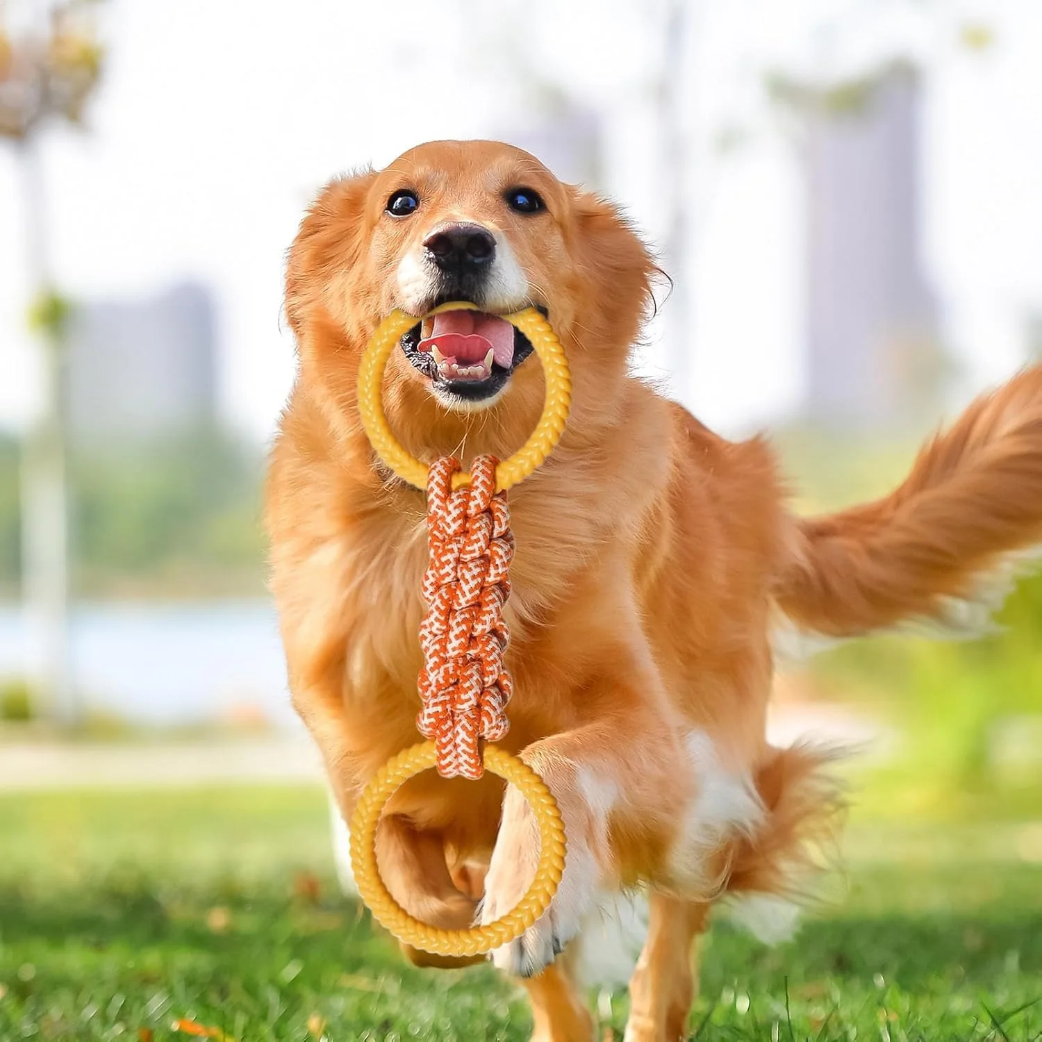 طناب اسباب بازی سگ - اسباب بازی طناب کشی برای سگ ها - لوازم جویدنی تعاملی توله سگ برای بازی، مناسب برای دوستداران حیوانات، فعالیت های خارج از منزل، حیاط خلوت، ساحل، پاسیو، آپارتمان، حیاط طناب اسباب بازی سگ - اسباب بازی طناب کشی برای سگ ها - لوازم جویدنی تعاملی توله سگ برای بازی، مناسب برای دوستداران حیوانات، فعالیت های خارج از منزل، حیاط خلوت، ساحل، پاسیو، آپارتمان، حیاط