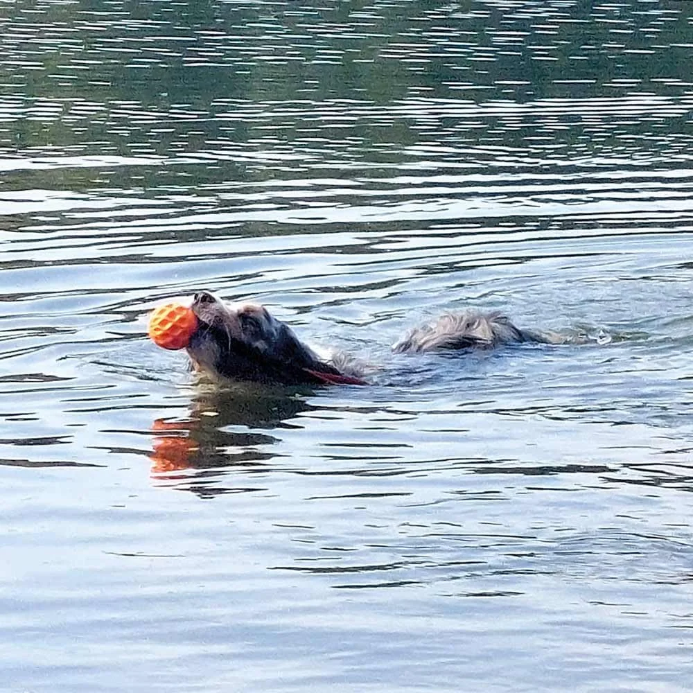 توپ تی پی آر ویفر نوبی با حلقه الاستیک 7.5 (37) سانتی متر