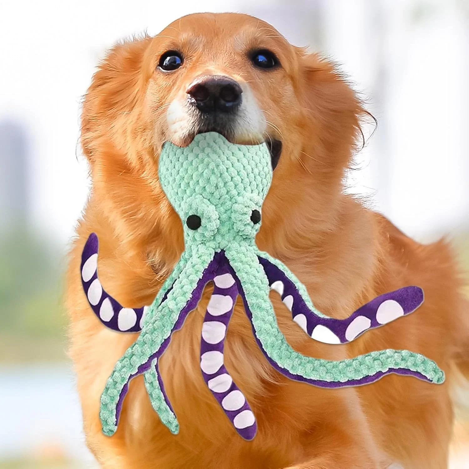 اسباب بازی سگ اختاپوس | اسباب بازی های پولیشی سگ - بازی تعاملی دندانی با صدای جیر جیر برای بازی در فضای داخلی حیاط خلوت استخر ساحل اسباب بازی سگ اختاپوس | اسباب بازی های پولیشی سگ - بازی تعاملی دندانی با صدای جیر جیر برای بازی در فضای داخلی حیاط خلوت استخر ساحل