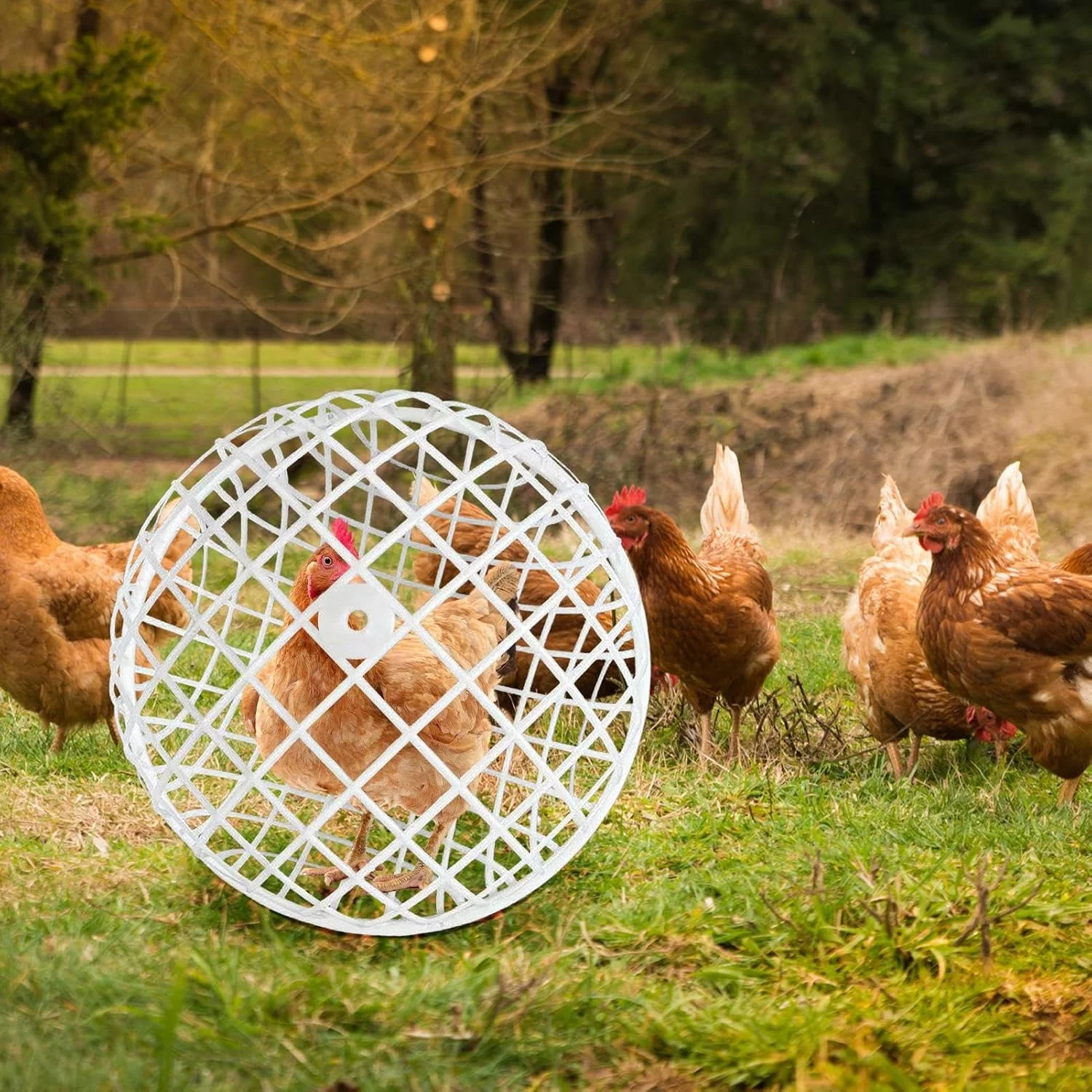 قفس مرغ برای فضای باز، قفس توپی همستر چرخشی، محوطه و آغل حیوانات کوچک برای مزرعه، حیاط خلوت، ورزش، نگهداری، چرا، مسکن در فضای باز، محوطه گردشی قفس مرغ برای فضای باز، قفس توپی همستر چرخشی، محوطه و آغل حیوانات کوچک برای مزرعه، حیاط خلوت، ورزش، نگهداری، چرا، مسکن در فضای باز، محوطه گردشی