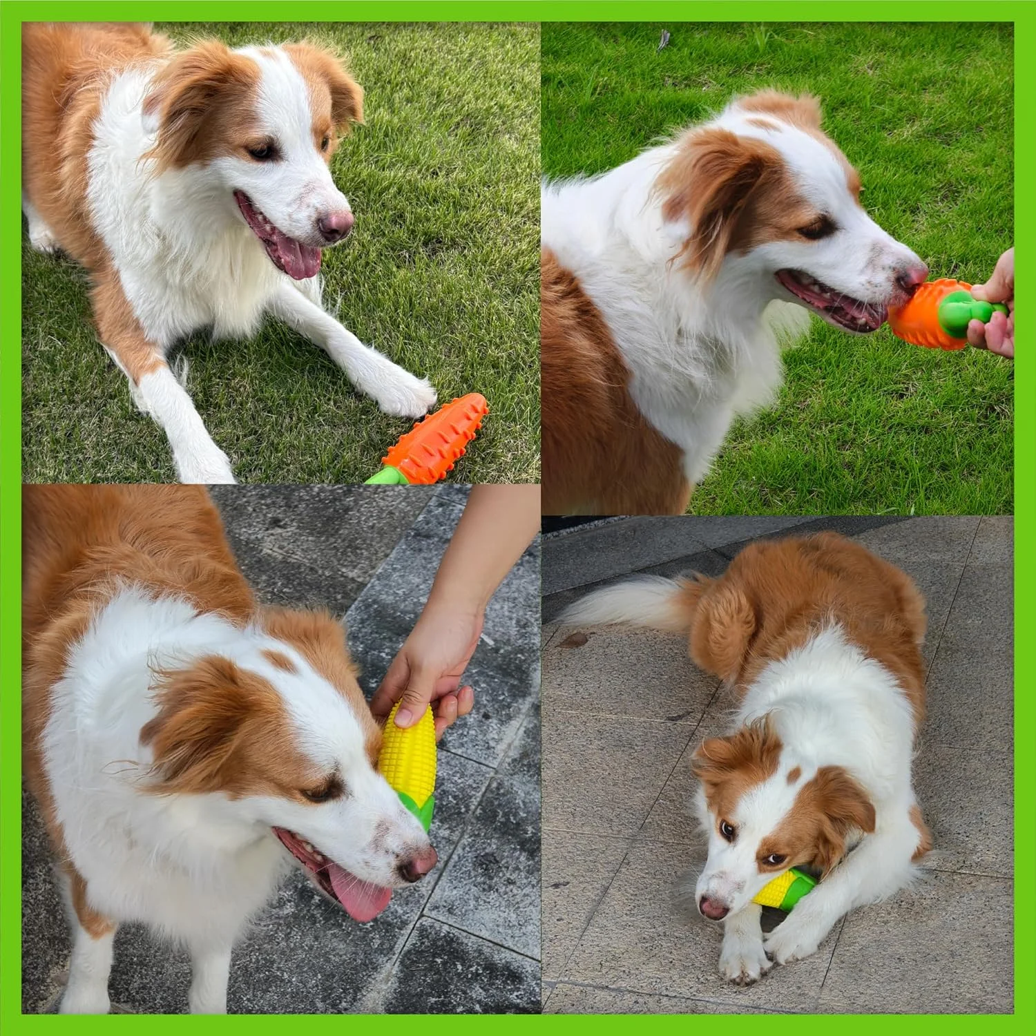 اسباب بازی سگ غیر سمی PetLike، اسباب بازی های جویدنی سگ لاستیکی TRP بادوام برای توله سگ ها و سگ های متوسط (هویج نارنجی + ذرت زرد) اسباب بازی سگ غیر سمی PetLike، اسباب بازی های جویدنی سگ لاستیکی TRP بادوام برای توله سگ ها و سگ های متوسط (هویج نارنجی + ذرت زرد)