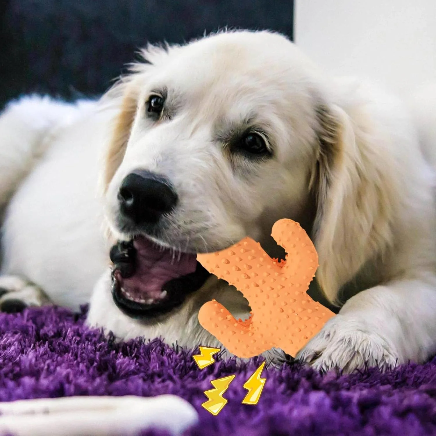 اسباب بازی جویدنی توله سگ برای دندان درآوردن - اسباب بازی های صدادار کاکتوس توله سگ | جویدن برای حیوانات خانگی، برای بازی در داخل خانه، پشتیبانی از گاز گرفتن فعال اسباب بازی جویدنی توله سگ برای دندان درآوردن - اسباب بازی های صدادار کاکتوس توله سگ | جویدن برای حیوانات خانگی، برای بازی در داخل خانه، پشتیبانی از گاز گرفتن فعال