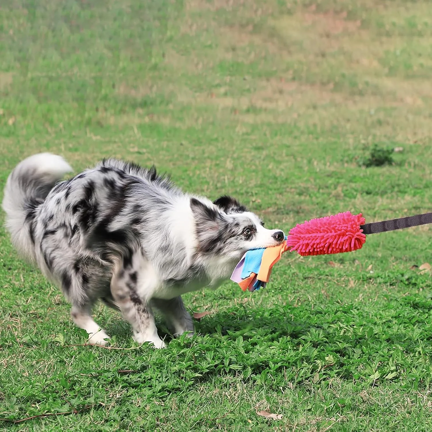 اسباب بازی کششی سگ، اسباب بازی طناب سگ با صدای جیر جیر قوی، طناب آموزشی بازی تعاملی، اسباب بازی های جنگی برای توله سگ، سگ های کوچک، متوسط و بزرگ، دست ساز