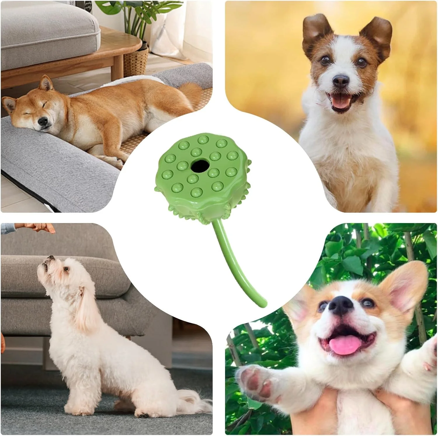 توپ پخش کننده تشویقی سگ، اسباب بازی جویدنی تعاملی توله سگ | توپ جستجوی بازی قابل حمل با طراحی گیاهی لوازم حیوانات خانگی برای حیوانات نژاد بزرگ، کوچک و متوسط در فضای باز و منزل توپ پخش کننده تشویقی سگ، اسباب بازی جویدنی تعاملی توله سگ | توپ جستجوی بازی قابل حمل با طراحی گیاهی لوازم حیوانات خانگی برای حیوانات نژاد بزرگ، کوچک و متوسط در فضای باز و منزل