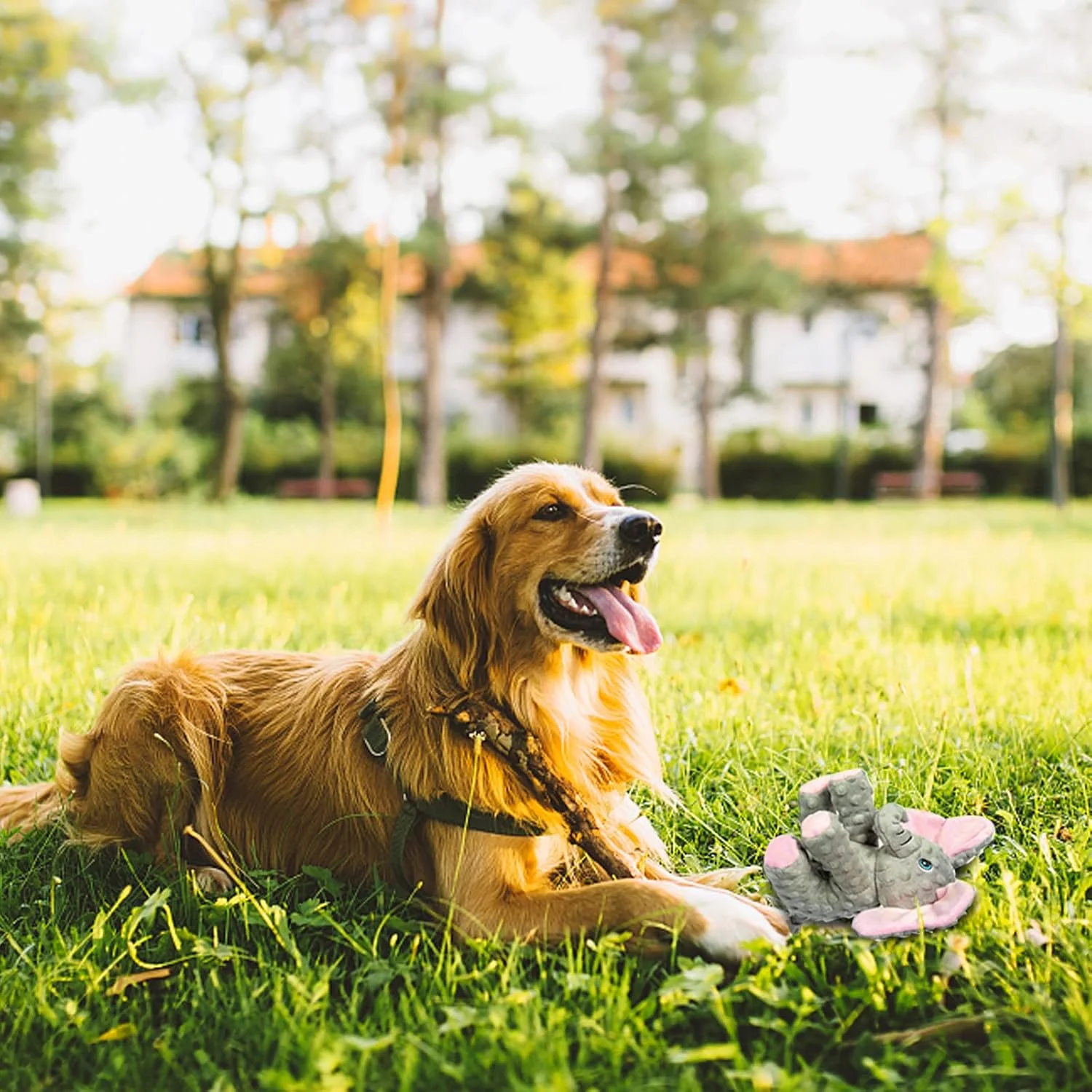 اسباب بازی سگ پولیشی دودودولا، اسباب بازی بادوام سگ با کاغذ چروک، اسباب بازی های سگ جیر جیر کننده فیل زیبا، اسباب بازی های جویدنی سگ برای نژادهای متوسط و بزرگ اسباب بازی سگ پولیشی دودودولا، اسباب بازی بادوام سگ با کاغذ چروک، اسباب بازی های سگ جیر جیر کننده فیل زیبا، اسباب بازی های جویدنی سگ برای نژادهای متوسط و بزرگ
