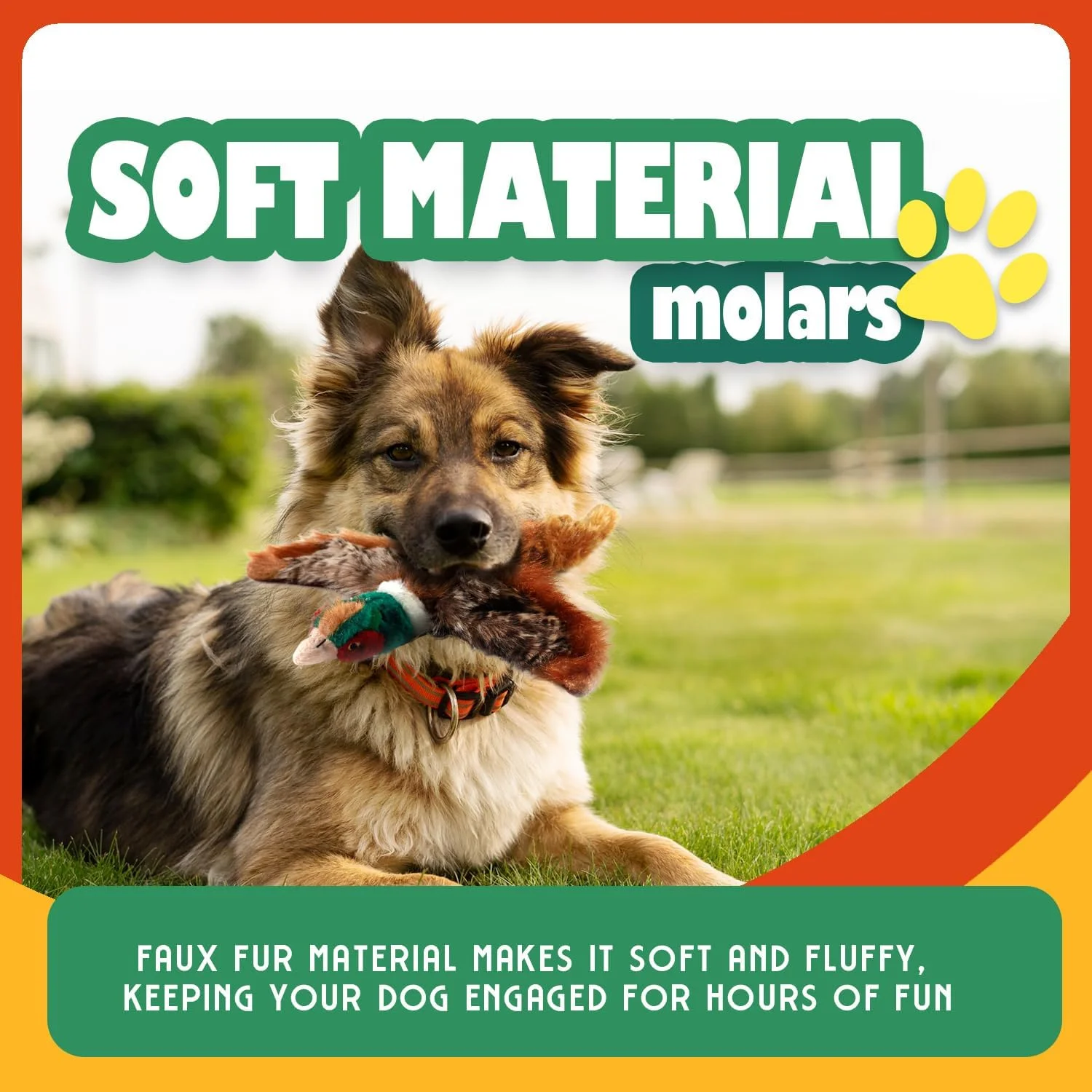 آل فور پاز کلاسیک - قرقاول کوچک