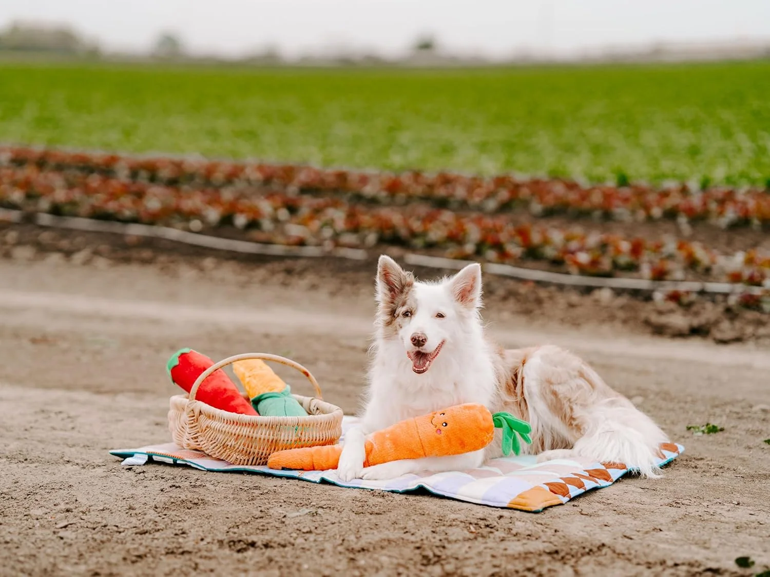 اسباب بازی سگ زیپی پاز جیگلرز - اسباب بازی سگ زیپی پاز برای سگ های بزرگ و کوچک، اسباب بازی کشیدنی پولیشی جیر جیر کننده بدون الیاف، اسباب بازی های تعاملی با تم سبزیجات جیر جیر کننده با سر و دم چروک، فلفل
