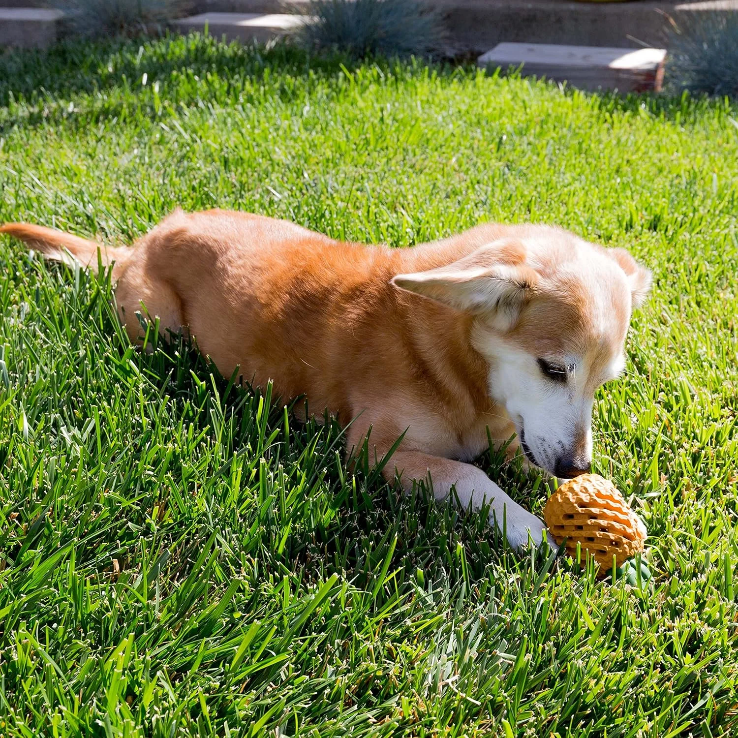 اسباب بازی سگ یانگ اور طرح آناناس برای تمیز کردن دندان، جویدن، آوردن، اسباب بازی مقاوم برای جویدن تهاجمی، اسباب بازی پخش کننده غذا (کوچک 4.3 اینچ)