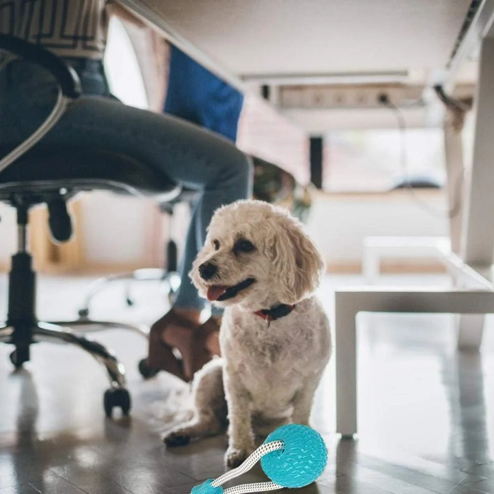 اسباب بازی گاز گرفتن سگ Womdee، اسباب بازی چند منظوره دندانی حیوانات خانگی، اسباب بازی طناب کشی بادوام سگ با فنجان مکش - کشیدن، جویدن، بازی کردن، سگ های بالغ و توله سگ ها اسباب بازی گاز گرفتن سگ Womdee، اسباب بازی چند منظوره دندانی حیوانات خانگی، اسباب بازی طناب کشی بادوام سگ با فنجان مکش - کشیدن، جویدن، بازی کردن، سگ های بالغ و توله سگ ها