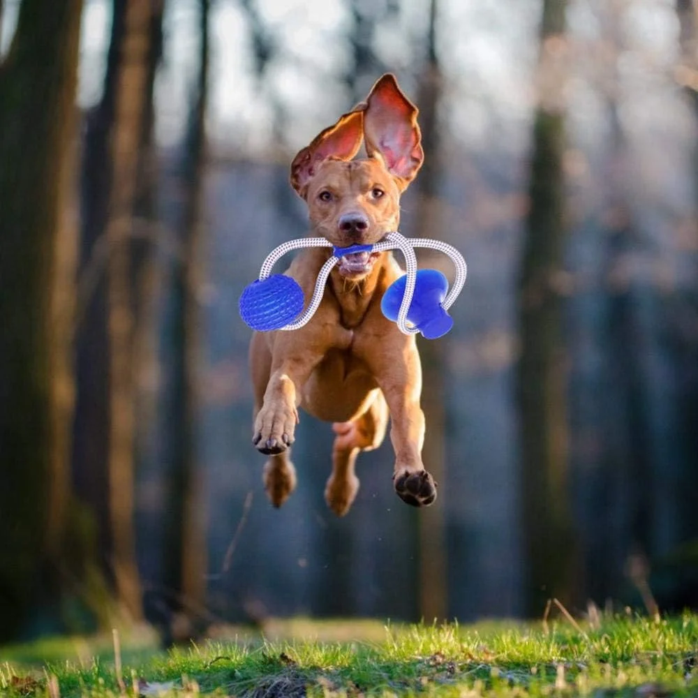 اسباب بازی گاز گرفتن سگ Womdee، اسباب بازی چند منظوره دندانی حیوانات خانگی، اسباب بازی طناب کشی بادوام سگ با فنجان مکش - کشیدن، جویدن، بازی کردن، سگ های بالغ و توله سگ ها اسباب بازی گاز گرفتن سگ Womdee، اسباب بازی چند منظوره دندانی حیوانات خانگی، اسباب بازی طناب کشی بادوام سگ با فنجان مکش - کشیدن، جویدن، بازی کردن، سگ های بالغ و توله سگ ها