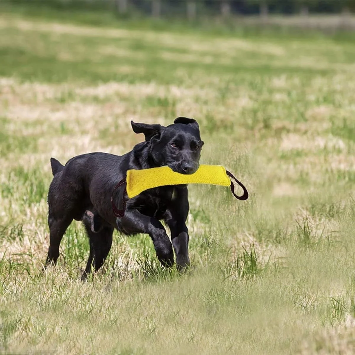 اسباب بازی کششی سگ SYOSI، بالش گاز گرفتن سگ از جنس جوت با 2 دسته محکم، مناسب برای طناب کشی، بازی تعاملی آموزش توله سگ، اسباب بازی های بادوام آموزش گاز گرفتن برای سگ های متوسط ​​تا بزرگ (زرد)
