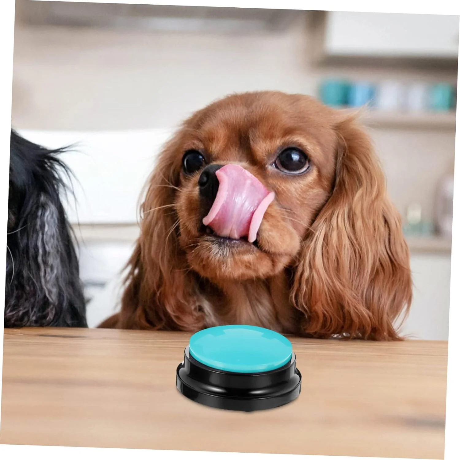 دکمه صدا SUPVOX، دکمه ضبط تعاملی حیوانات خانگی، دکمه خنده دار سگ، دکمه تعاملی سگ، لوازم حیوانات خانگی، دکمه سخنگو برای سگ ها، دکمه ارتباطی سگ، دکمه سگ خانگی، دکمه های سگ