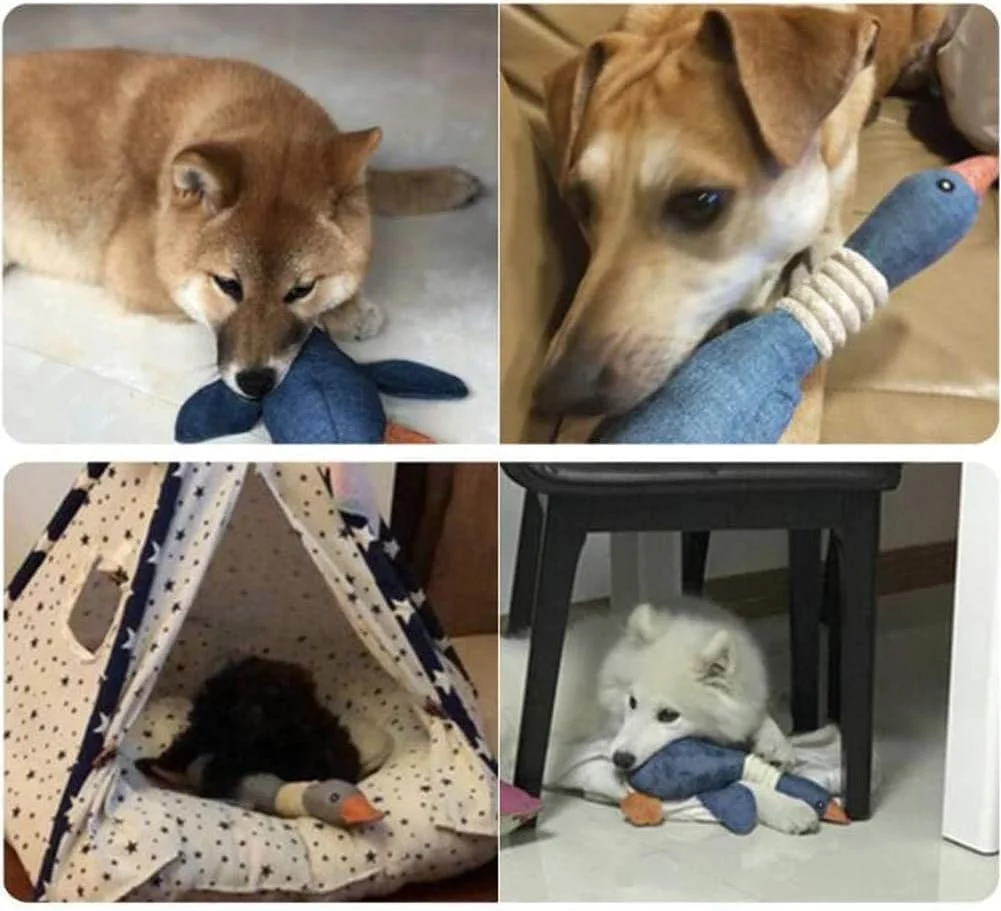 اسباب بازی های سوت دار سگ، اسباب بازی های نرم سگ برای سگ های کوچک، اسباب بازی های مخملی توله سگ، اسباب بازی های جویدنی تعاملی سگ، اسباب بازی های زیبا برای سگ های کوچک، اسباب بازی های حیوانات خانگی همراه اسباب بازی های سوت دار سگ، اسباب بازی های نرم سگ برای سگ های کوچک، اسباب بازی های مخملی توله سگ، اسباب بازی های جویدنی تعاملی سگ، اسباب بازی های زیبا برای سگ های کوچک، اسباب بازی های حیوانات خانگی همراه