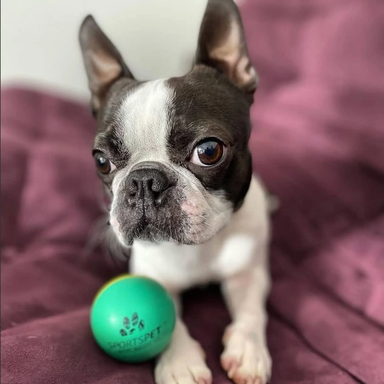 توپ های سگ مینی بانس اسپورتزپت - توپ های لاستیکی ممتاز برای توله سگ ها (45 میلی متر)