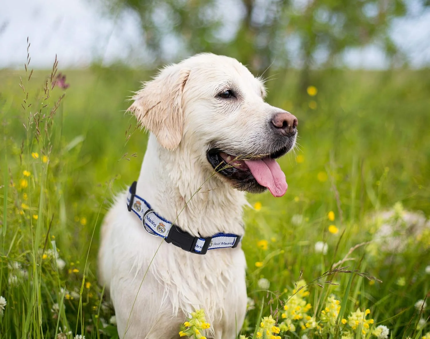 قلاده سگ Pets First MLS Real Madrid، قلاده بادوام دارای مجوز رسمی فوتبال برای حیوانات خانگی با رنگ تیمی، سایز: متوسط