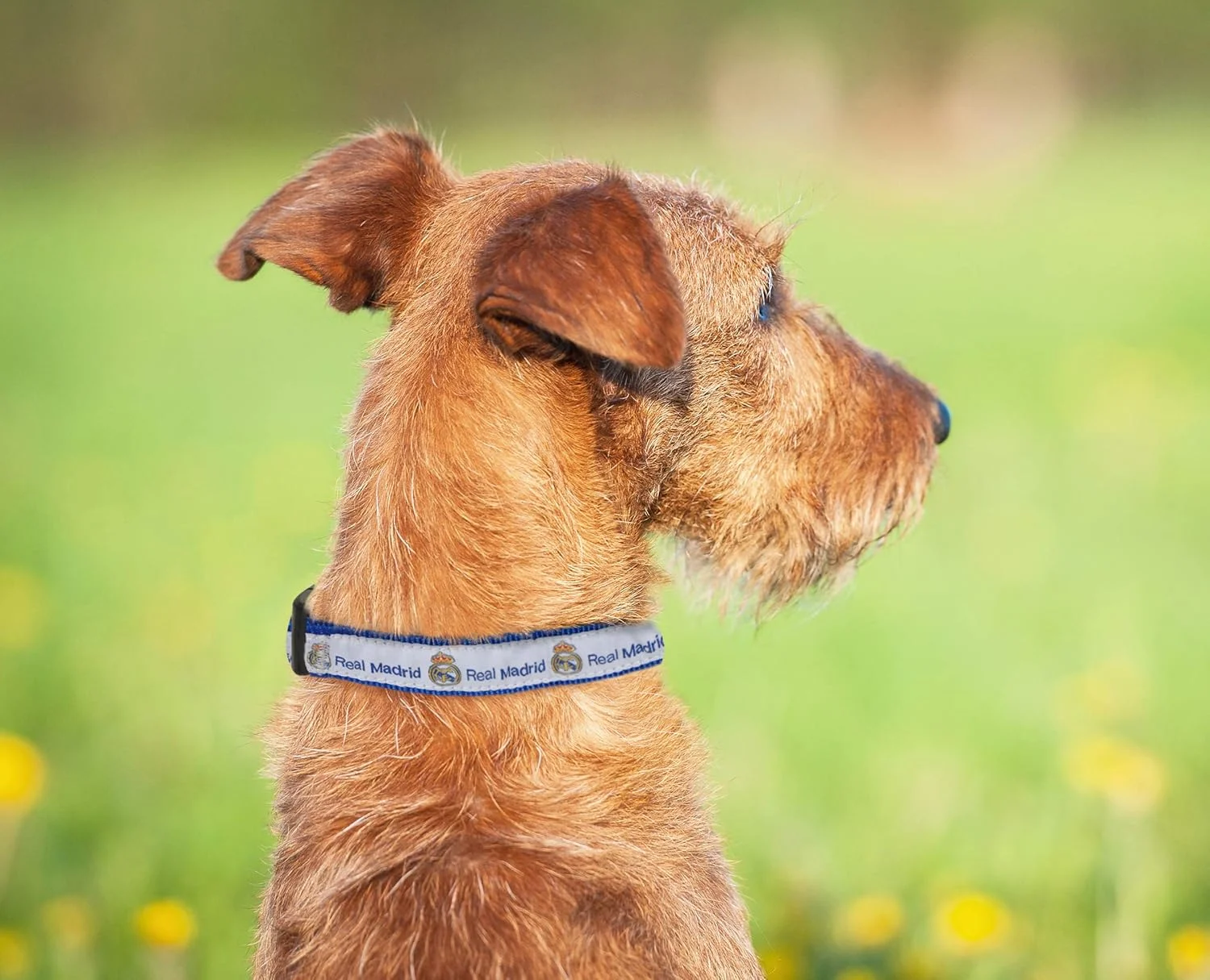 قلاده سگ Pets First MLS Real Madrid، قلاده بادوام دارای مجوز رسمی فوتبال برای حیوانات خانگی با رنگ تیمی، سایز: متوسط