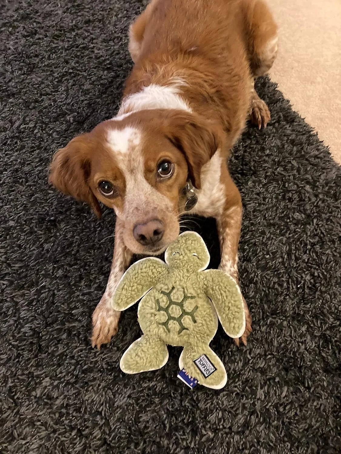 اسباب بازی سگ و توله سگ لاک پشتی PetLove Resploot Tuffles، اسباب بازی قوی و بادوام با صدای جیر جیر، ساخته شده از 100 درصد مواد بازیافتی