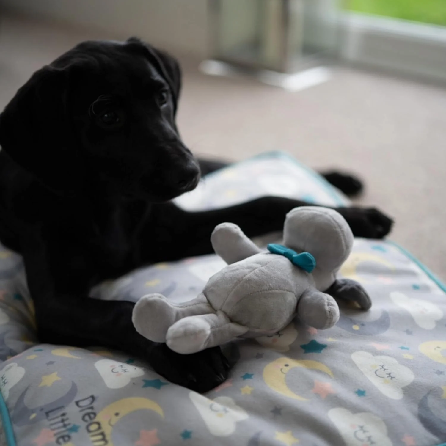 سگ نوازشی پت فیس (Little Petface) Sam، اسباب بازی سگ توله سگ پولیشی