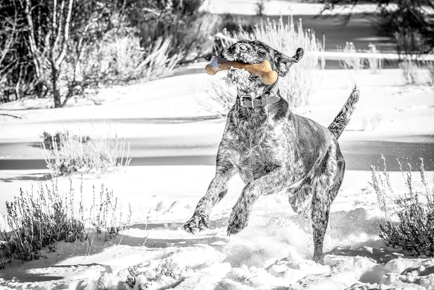 اسباب بازی جویدنی سگ Pet Qwerks مدل Dinosaur BarkBone با طعم بیکن واقعی، مناسب برای جویدن تهاجمی، ساخت آمریکا