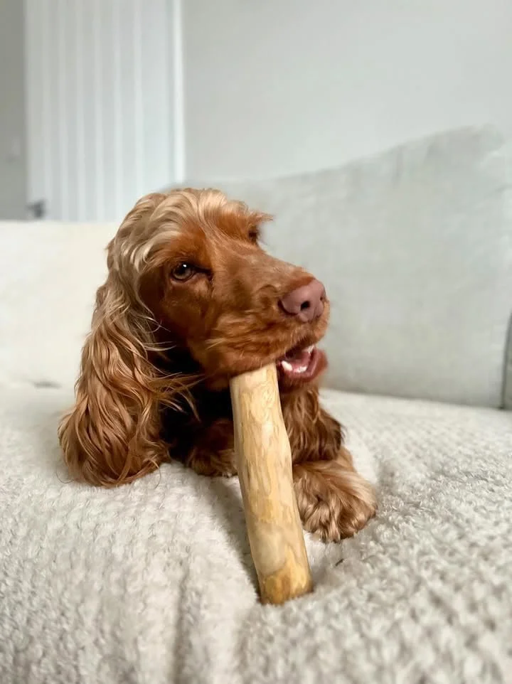 چوب جویدنی سگ پت ویز | کمک به بهداشت دهان و دندان، ایجاد تحریک ذهنی و کاهش استرس | طبیعی، بادوام و پایدار (بزرگ، چوب قهوه)