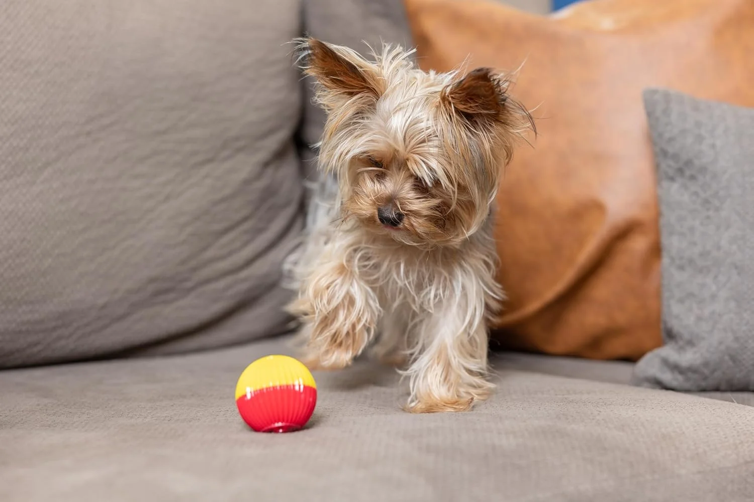 اسباب بازی های تعاملی توپ سخنگوی حیوانات پت کوورکز - توپ الکترونیکی متحرک و چشمک زن فعال شونده با حرکت، اسباب بازی تشویقی که صداهای حیوانات را تولید می کند - جلوگیری از بی حوصلگی و حفظ فعالیت | برای سگ های کوچک و توله سگ ها